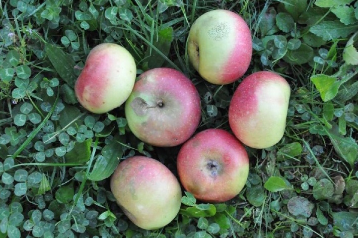 mela schiacciatella - Frutti d’autunno, la ricchezza delle antiche cultivar di mele calabresi - 11 mela schiacciatella - Meraviglie di Calabria - 10