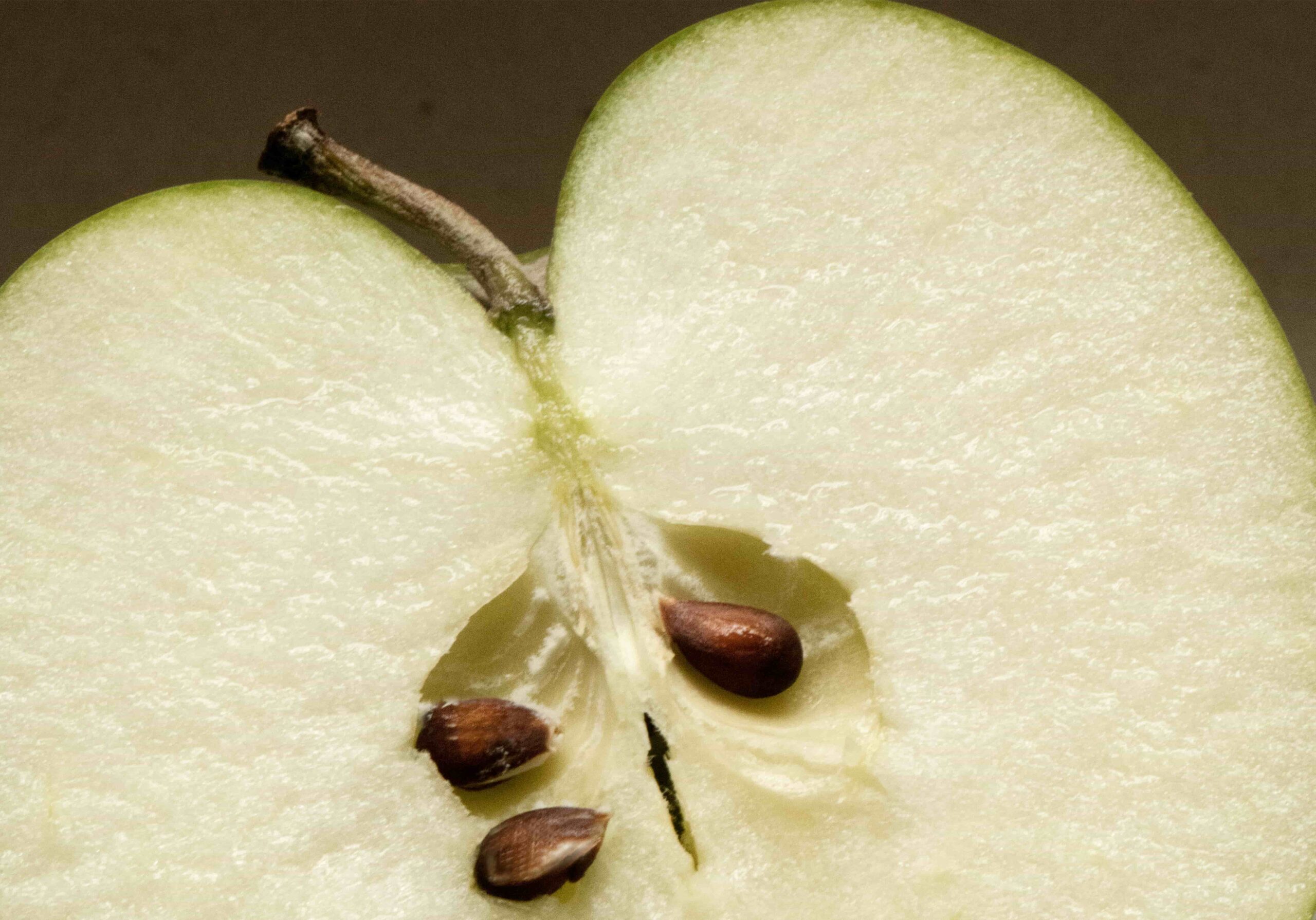 mela semi scaled - Frutti d’autunno, la ricchezza delle antiche cultivar di mele calabresi - 27 mela semi scaled - Meraviglie di Calabria - 26