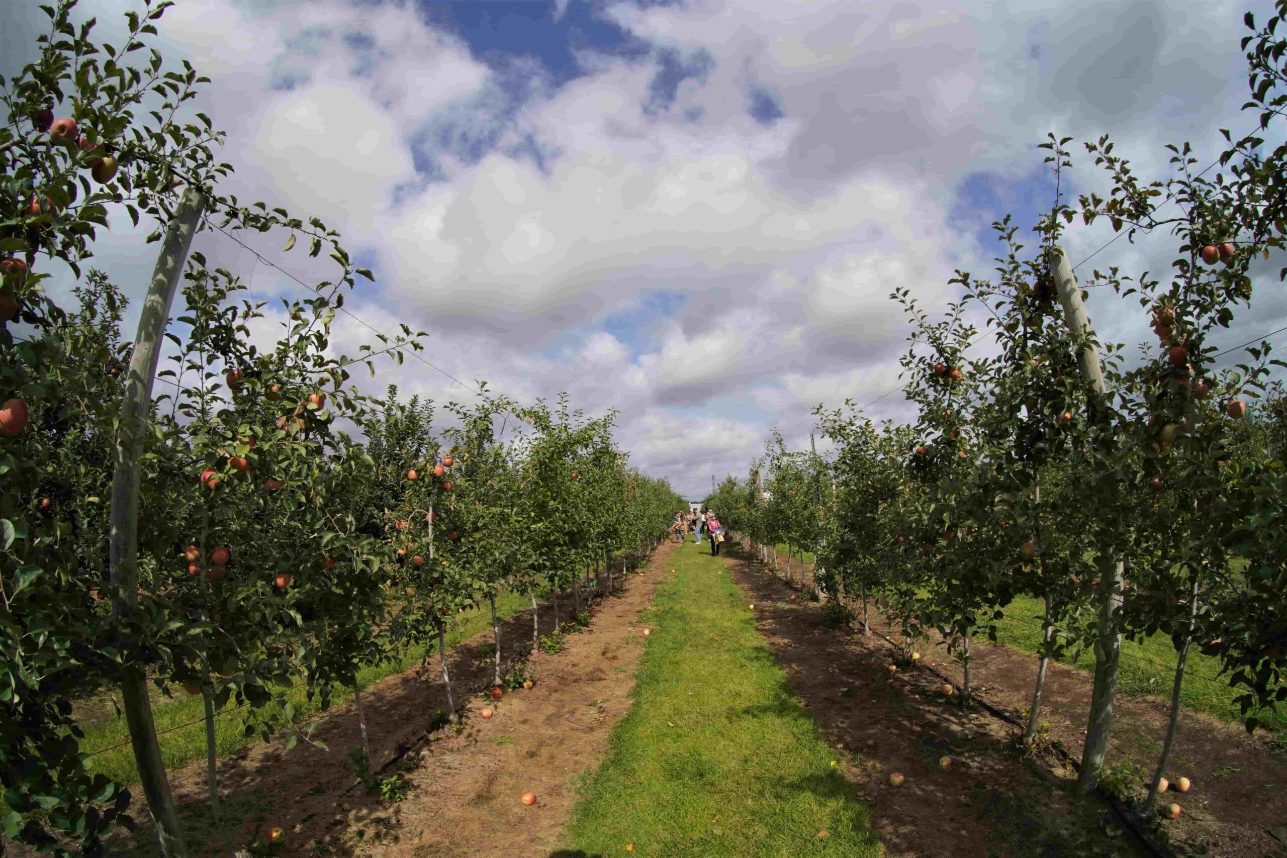 mele campo scaled - Frutti d’autunno, la ricchezza delle antiche cultivar di mele calabresi - 3 mele campo scaled - Meraviglie di Calabria - 2