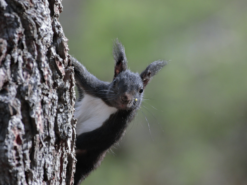 scoiattolo nero aspromonte Ph Giuseppe Martino - Aspromonte aula all'aperto, intesa per la ricerca con l'Ateneo reggino - 11 scoiattolo nero aspromonte Ph Giuseppe Martino - Meraviglie di Calabria - 10