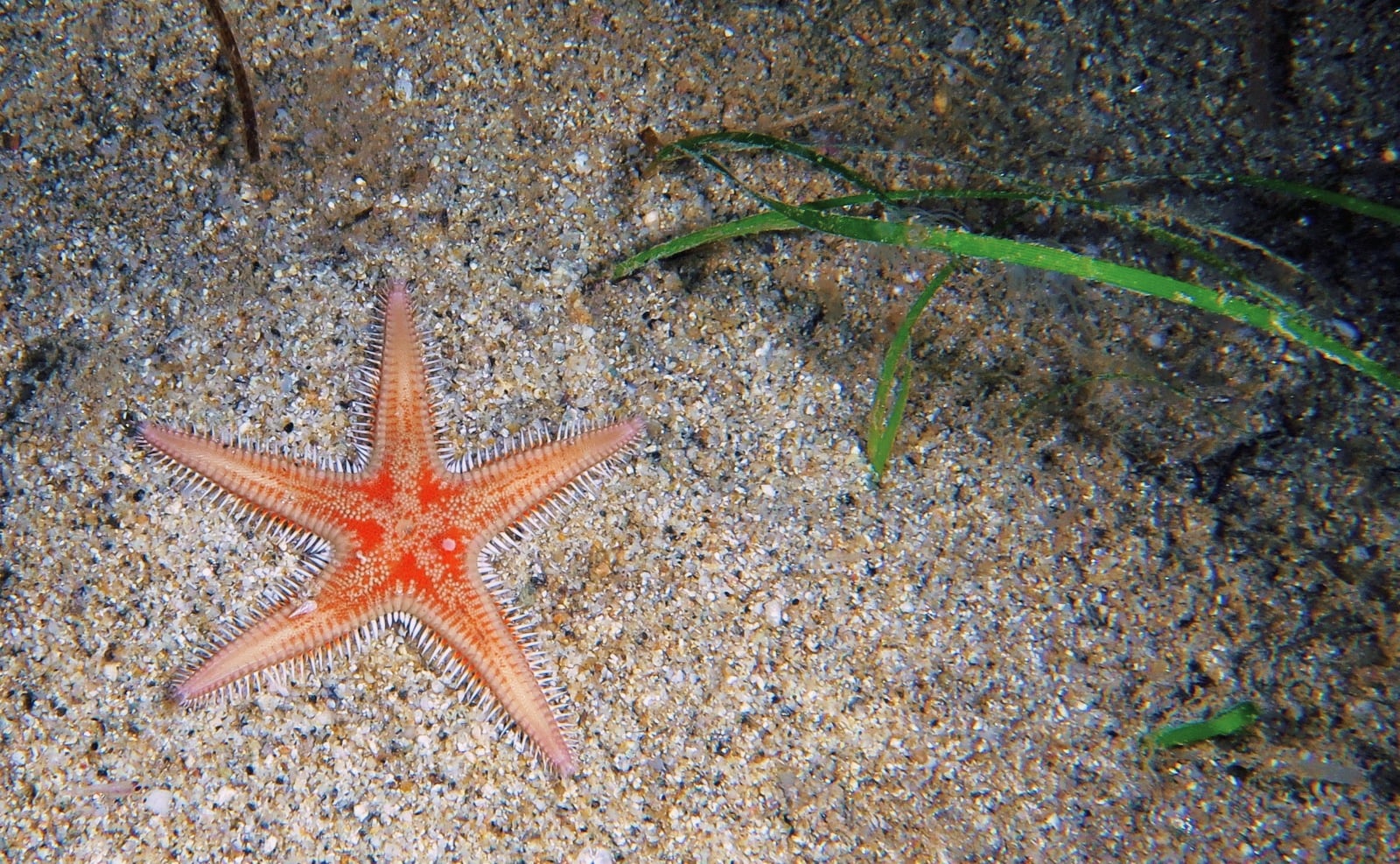 soverato parco marino Ph Carlo Sala 1 - Meraviglie di Calabria - 20