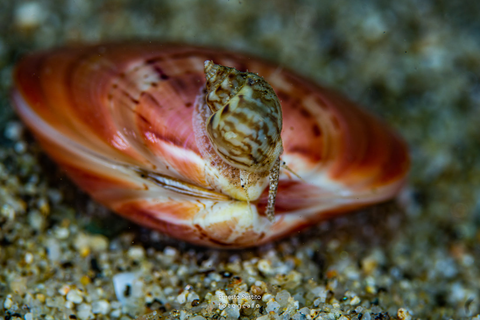 soverato parco marino Ph Ernesto Sestito - Meraviglie di Calabria - 12