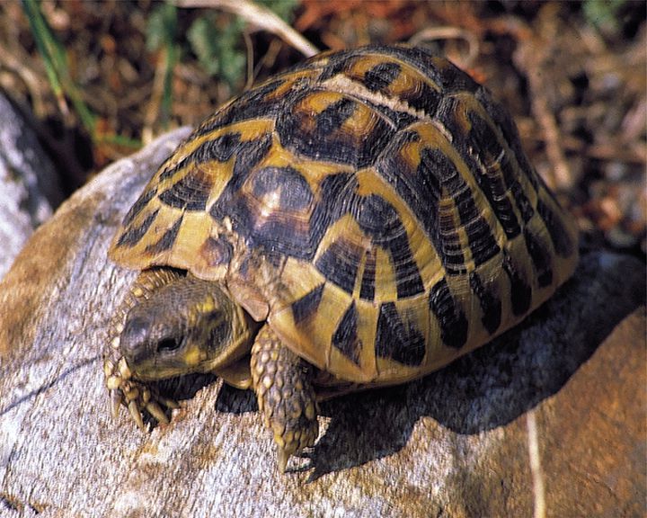 tartaruga spromontana ph lAltro Aspromonte - “Gli Amici Animali”, su Rai 3 la fauna del Geoparco dell'Aspromonte - 5 tartaruga spromontana ph lAltro Aspromonte - Meraviglie di Calabria - 4