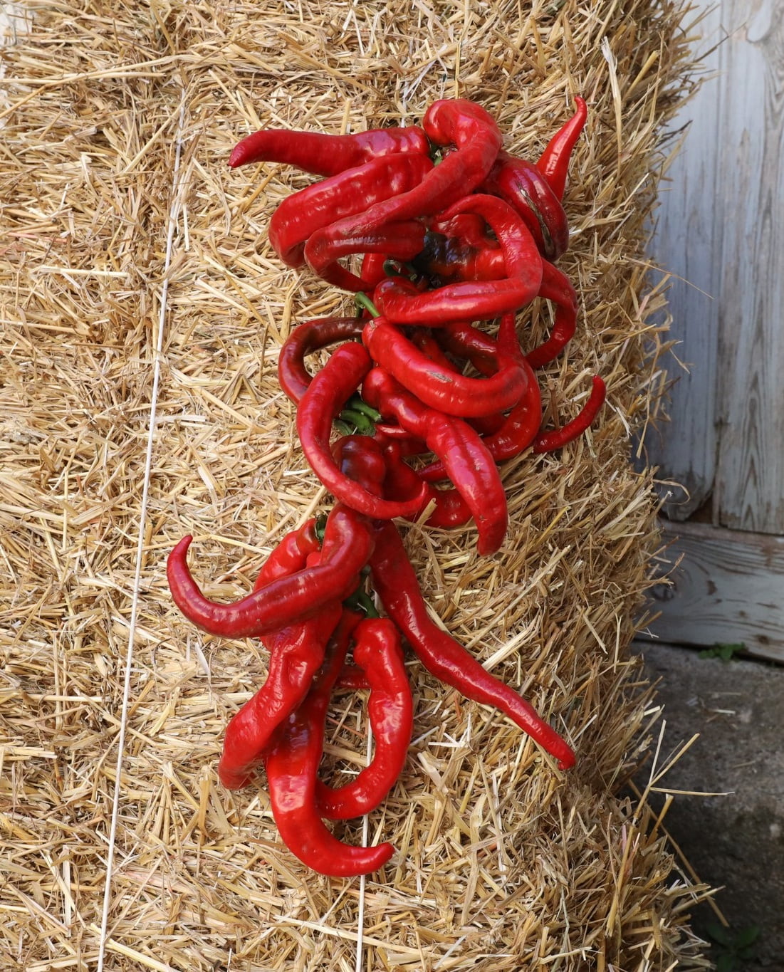 zafarani cruschi 6 1 - Meraviglie di Calabria - 4