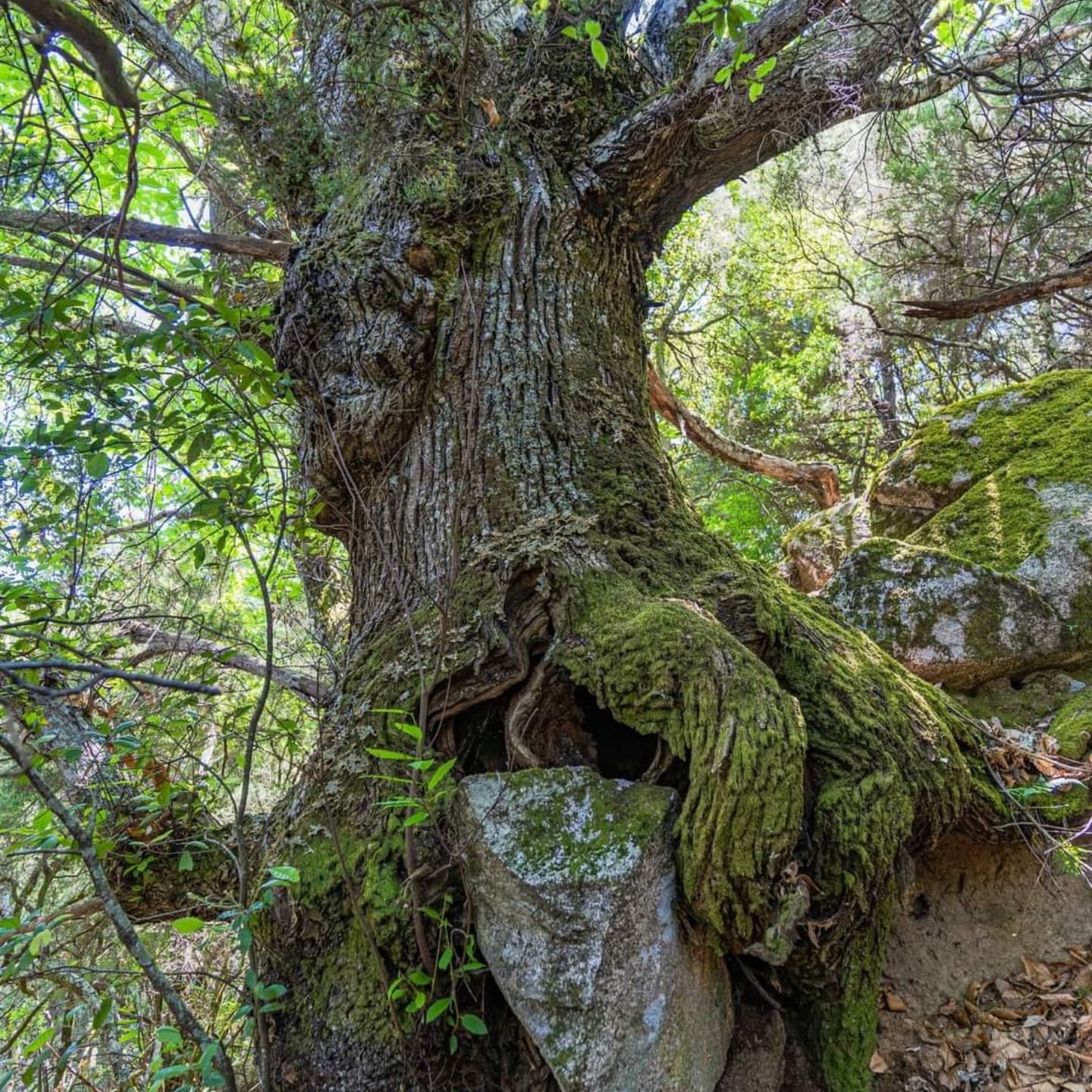 Castagno monumentale sentiero Brigante Momo Ph @impattozero - A passo lento, dall'Aspromonte al Pollino scoprire la "Calabria a Piedi" - 9 Castagno monumentale sentiero Brigante Momo Ph @impattozero - Meraviglie di Calabria - 8