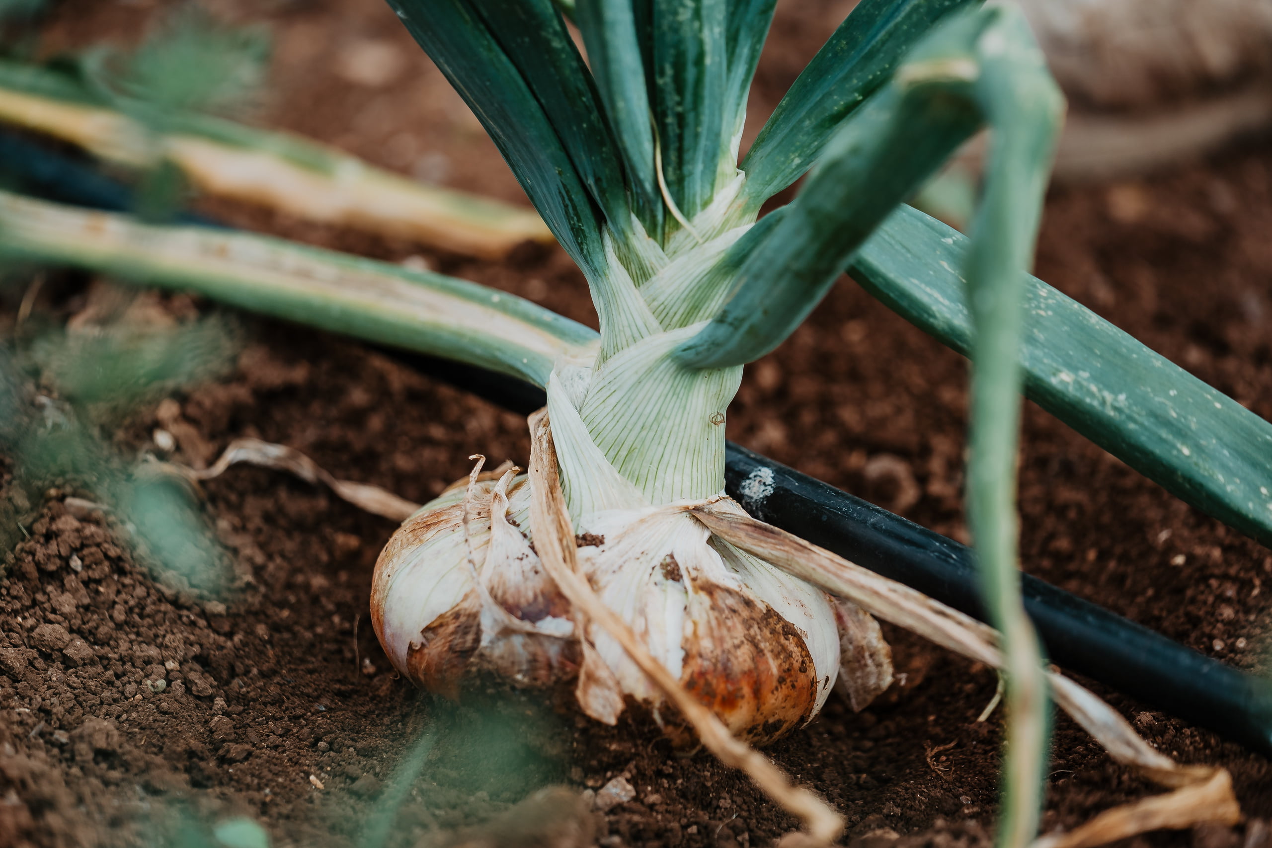 Cipolla bianca di Castrovillari 1 - La cipolla bianca di Castrovillari è un nuovo Presidio Slow Food - 7 Cipolla bianca di Castrovillari 1 - Meraviglie di Calabria - 6