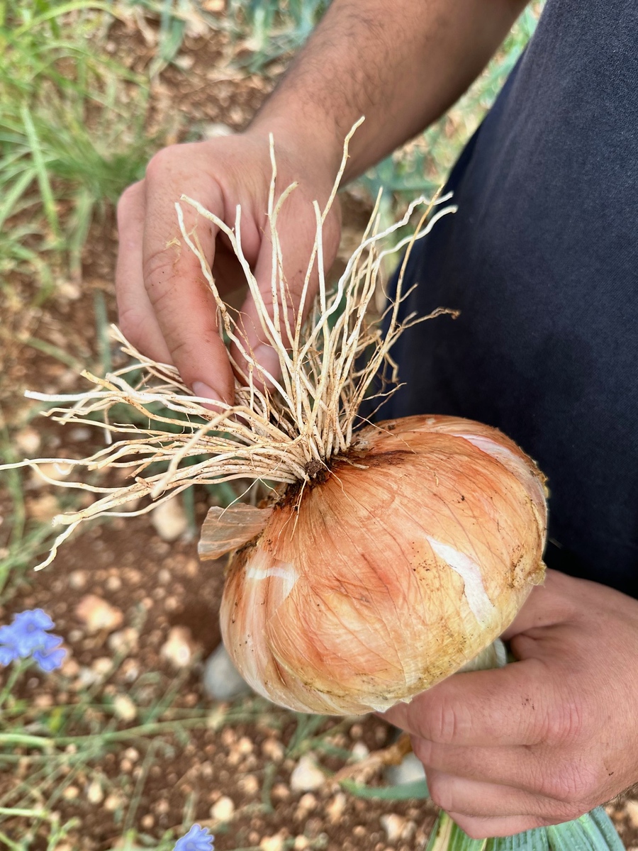 Cipolla bianca di Castrovillari 2 - La cipolla bianca di Castrovillari è un nuovo Presidio Slow Food - 5 Cipolla bianca di Castrovillari 2 - Meraviglie di Calabria - 4
