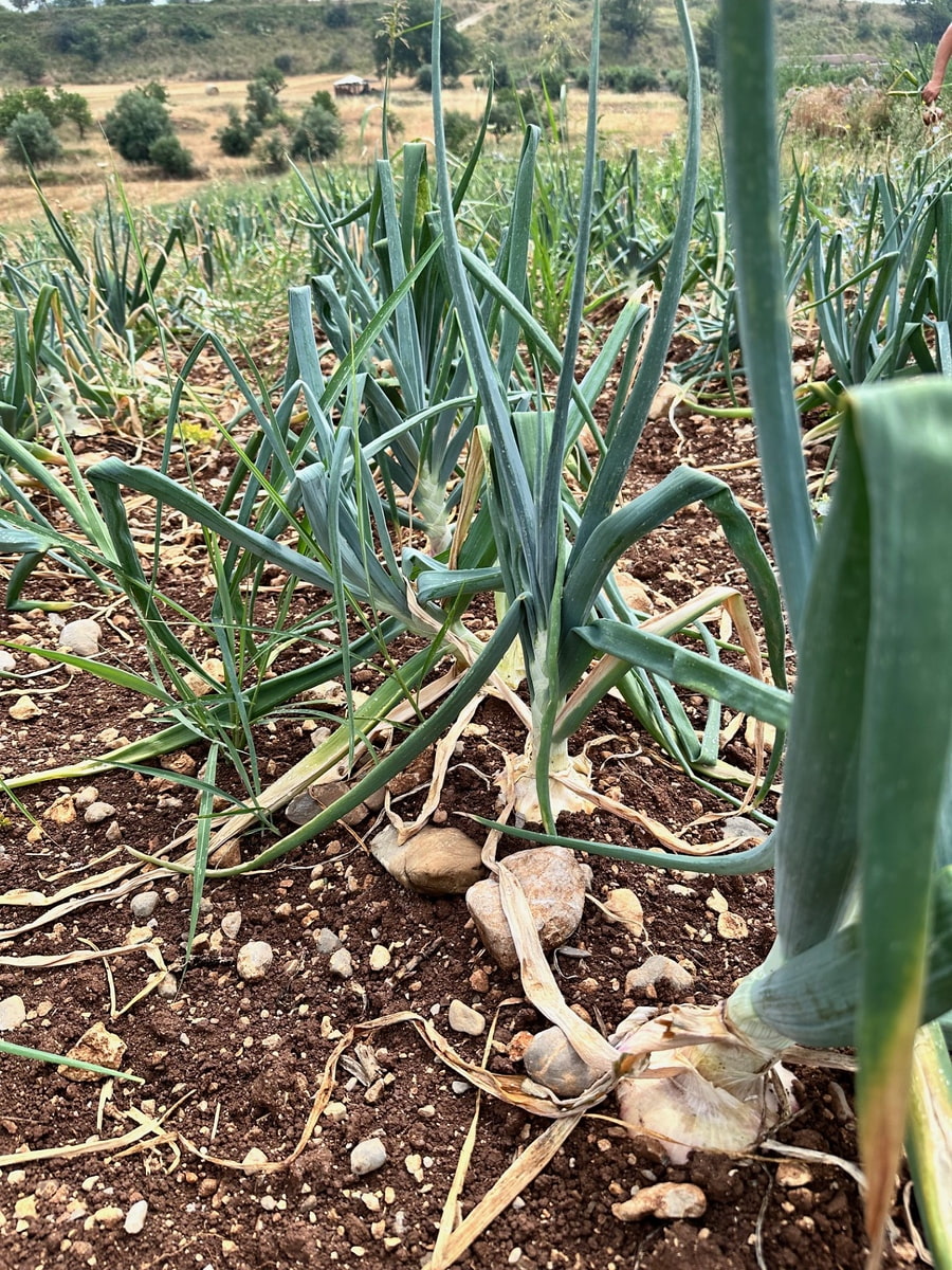 Cipolla bianca di Castrovillari 3 - La cipolla bianca di Castrovillari è un nuovo Presidio Slow Food - 3 Cipolla bianca di Castrovillari 3 - Meraviglie di Calabria - 2