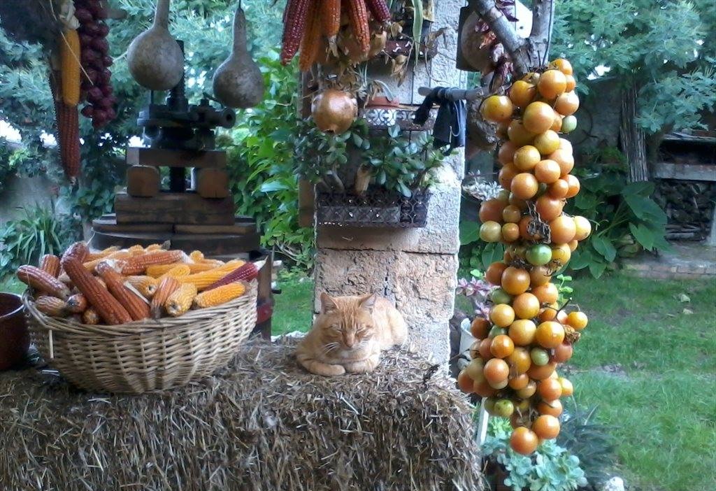 Enogastronomia turismo 5 - Meraviglie di Calabria - 226