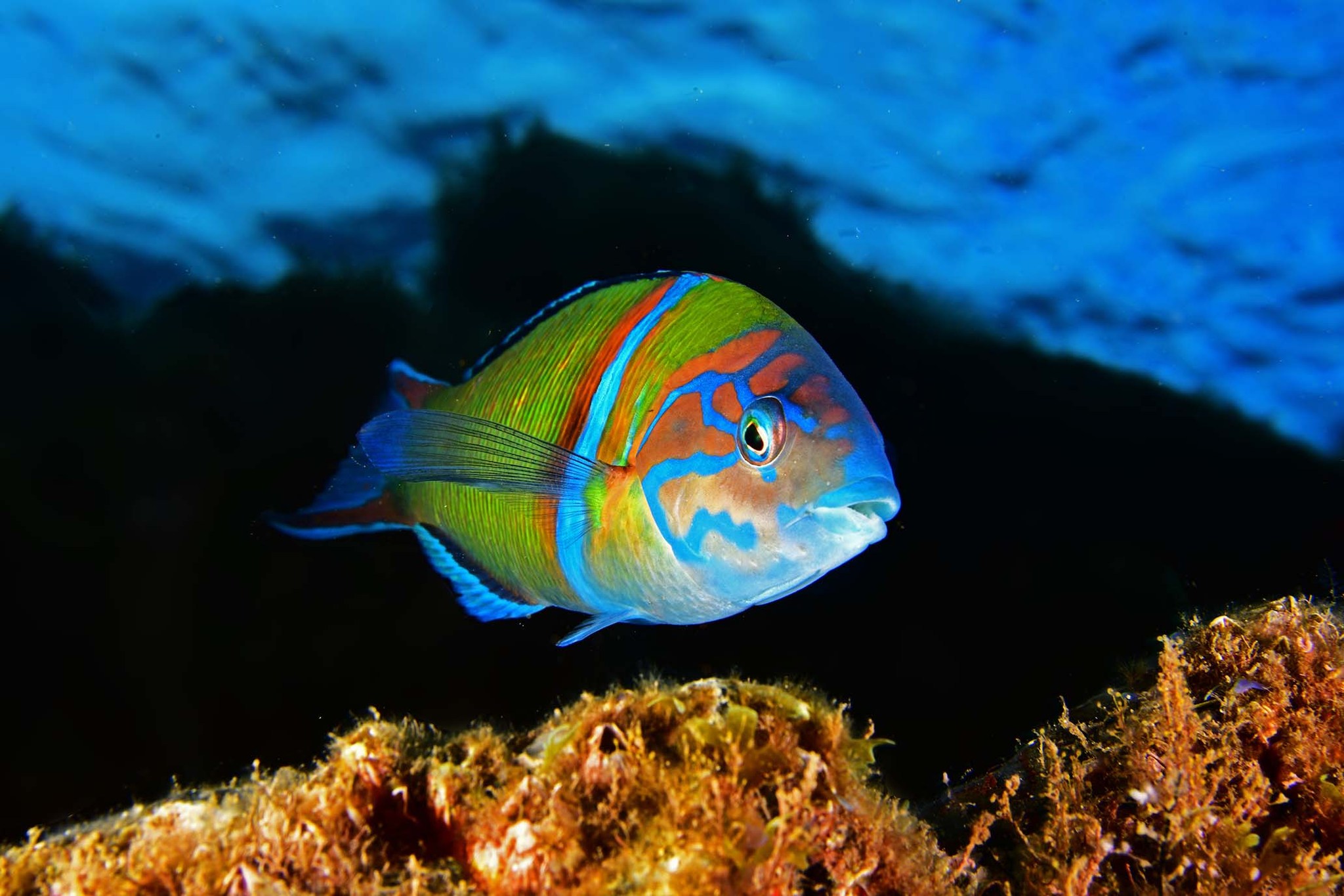 Mare Parco Marino Scogli di Isca Ph Francesco Sesso - Meraviglie di Calabria - 6