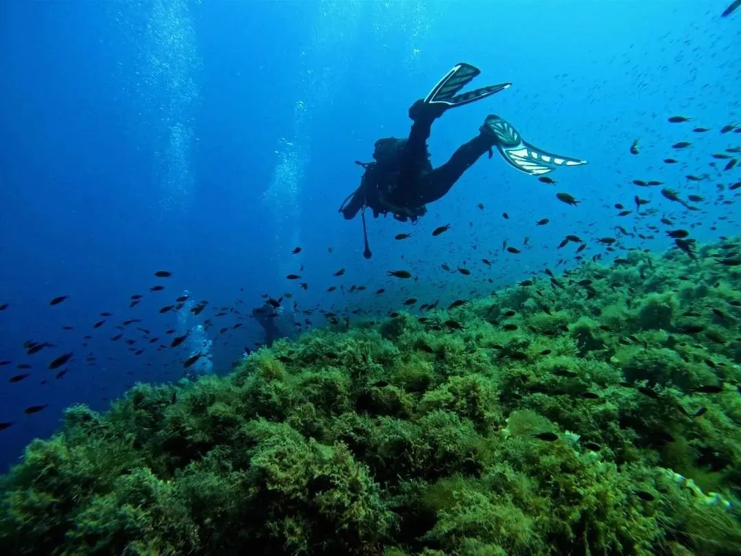 Mare sub Ph @francescoilmicio 2 - Meraviglie di Calabria - 10
