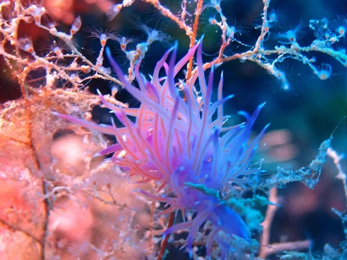 Mare sub Ph @francescoilmicio 3 - Meraviglie di Calabria - 2