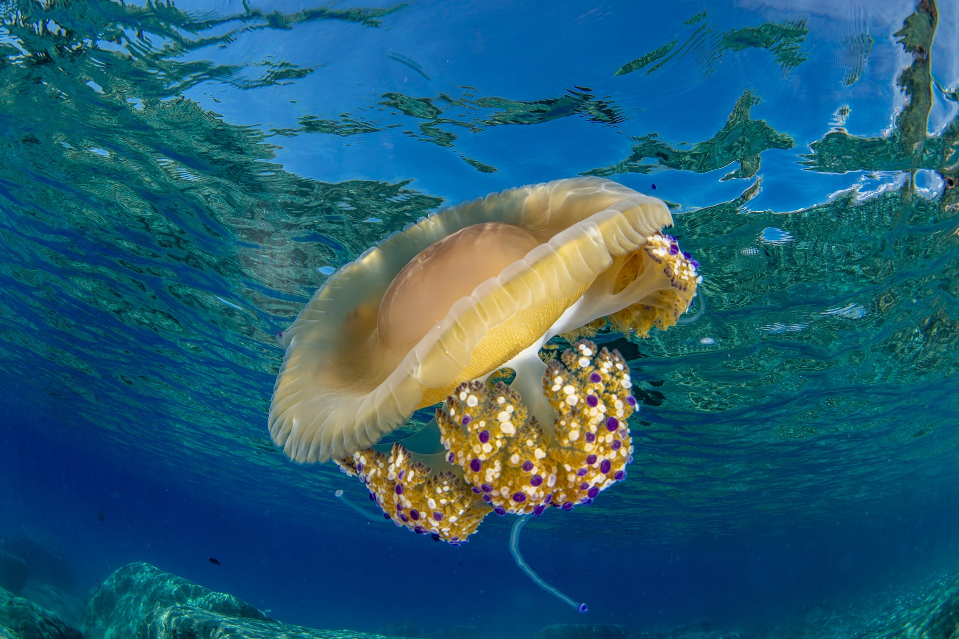 Mare sub Ph Domy Tripodi 1 - Meraviglie di Calabria - 6