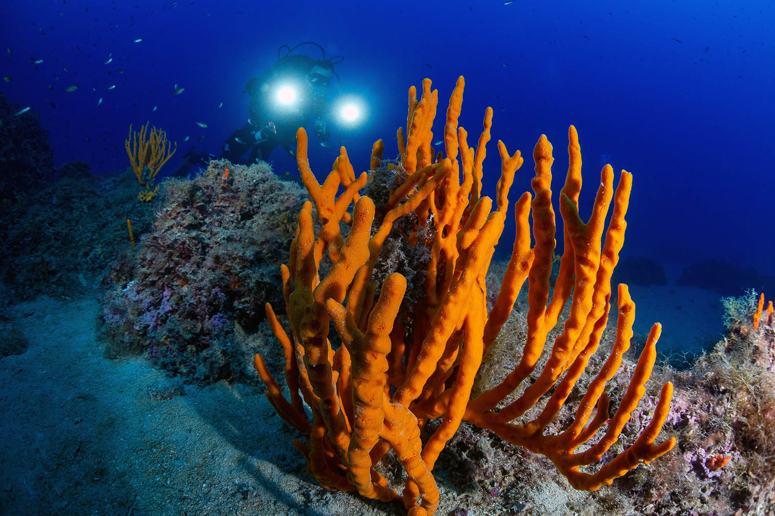 Mare sub ph Parchi Marini Calabria 1 - Meraviglie di Calabria - 8