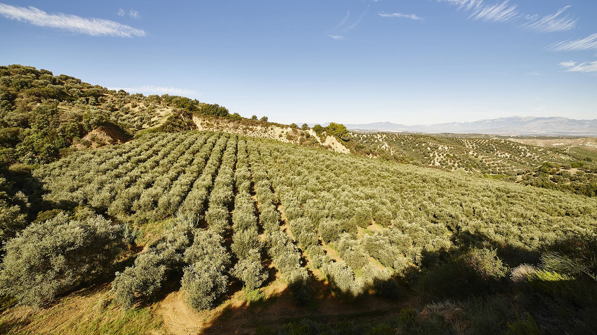 Oliveti Librandi 1 - Meraviglie di Calabria - 12