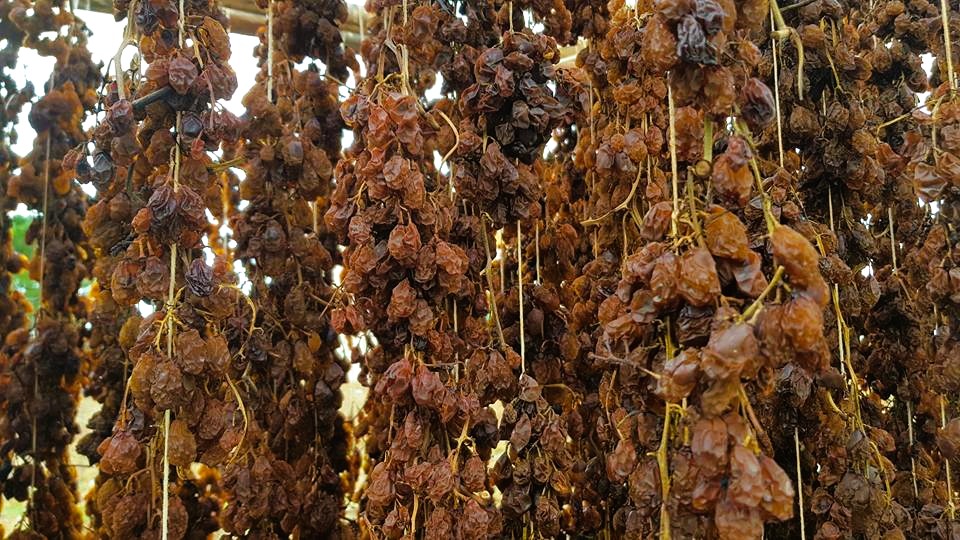 Panicelli ph Consorzio del Cedro di Calabria 5 - I 'panicelli' della Riviera dei Cedri, i dolci che ispirano poesia - 5 Panicelli ph Consorzio del Cedro di Calabria 5 - Meraviglie di Calabria - 4