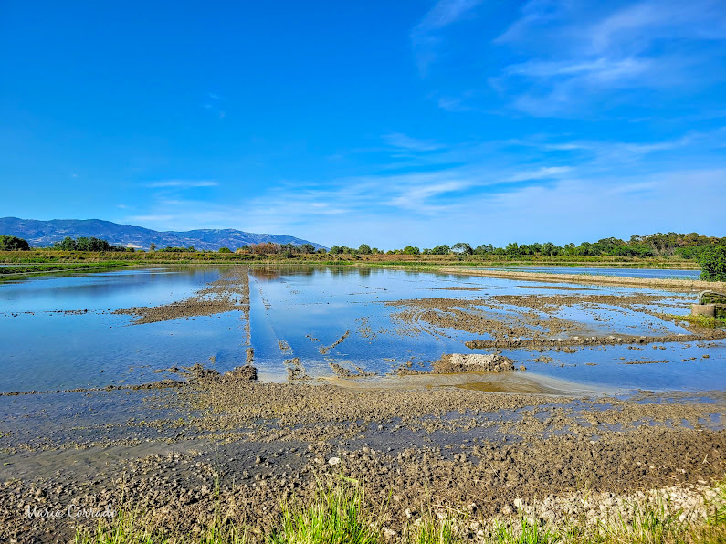 Riasaie Sibari ph credits Maria Corrado 1 - E se il riso calabrese lo piantassimo in Cina? Ci prova il Magisa di Villapiana - 7 Riasaie Sibari ph credits Maria Corrado 1 - Meraviglie di Calabria - 6