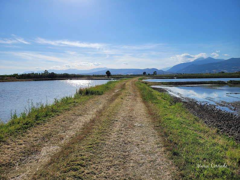 Riasaie Sibari ph credits Maria Corrado 4 - E se il riso calabrese lo piantassimo in Cina? Ci prova il Magisa di Villapiana - 9 Riasaie Sibari ph credits Maria Corrado 4 - Meraviglie di Calabria - 8