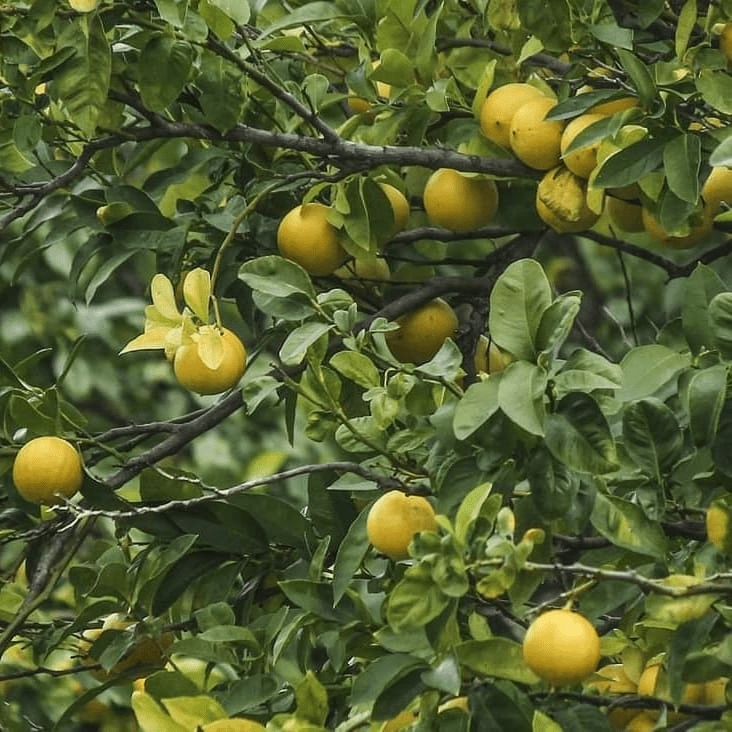 bergamotto 1 - Meraviglie di Calabria - 8