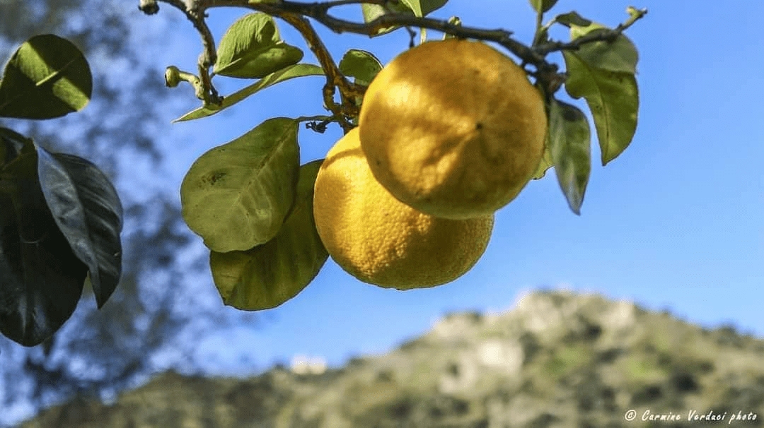 bergamotto ph Carmine Verduci 2 - Calabria, un viaggio in 5 tappe tra cibo e profumi mediterranei - 5 bergamotto ph Carmine Verduci 2 - Meraviglie di Calabria - 4