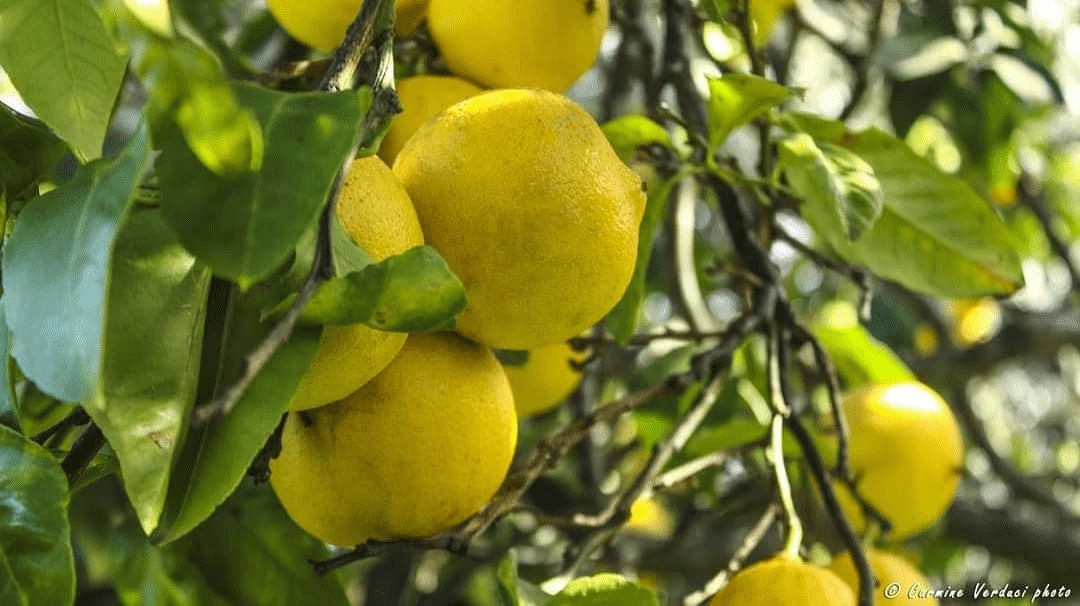 bergamotto ph Carmine Verduci 3 - Meraviglie di Calabria - 2