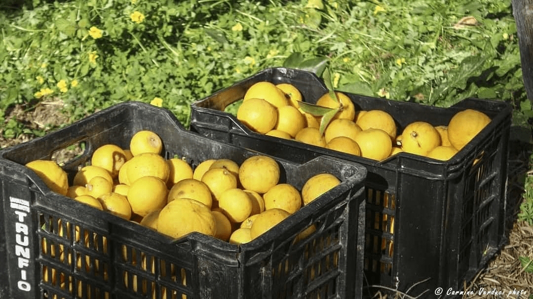 bergamotto ph Carmine Verduci 5 - Meraviglie di Calabria - 4