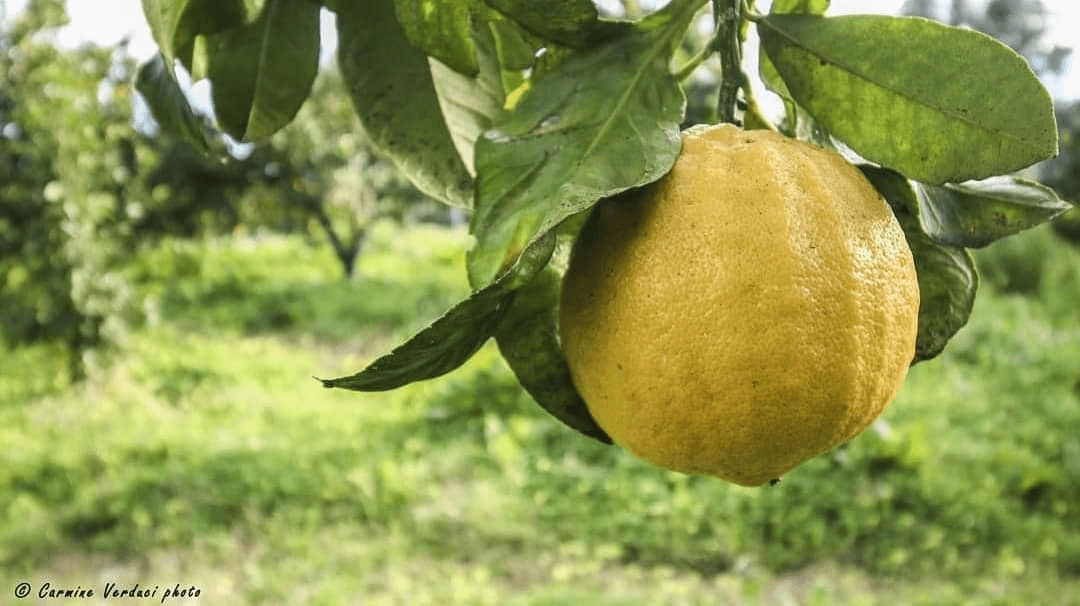 bergamotto ph Carmine Verduci 6 - Calabria, un viaggio in 5 tappe tra cibo e profumi mediterranei - 3 bergamotto ph Carmine Verduci 6 - Meraviglie di Calabria - 2