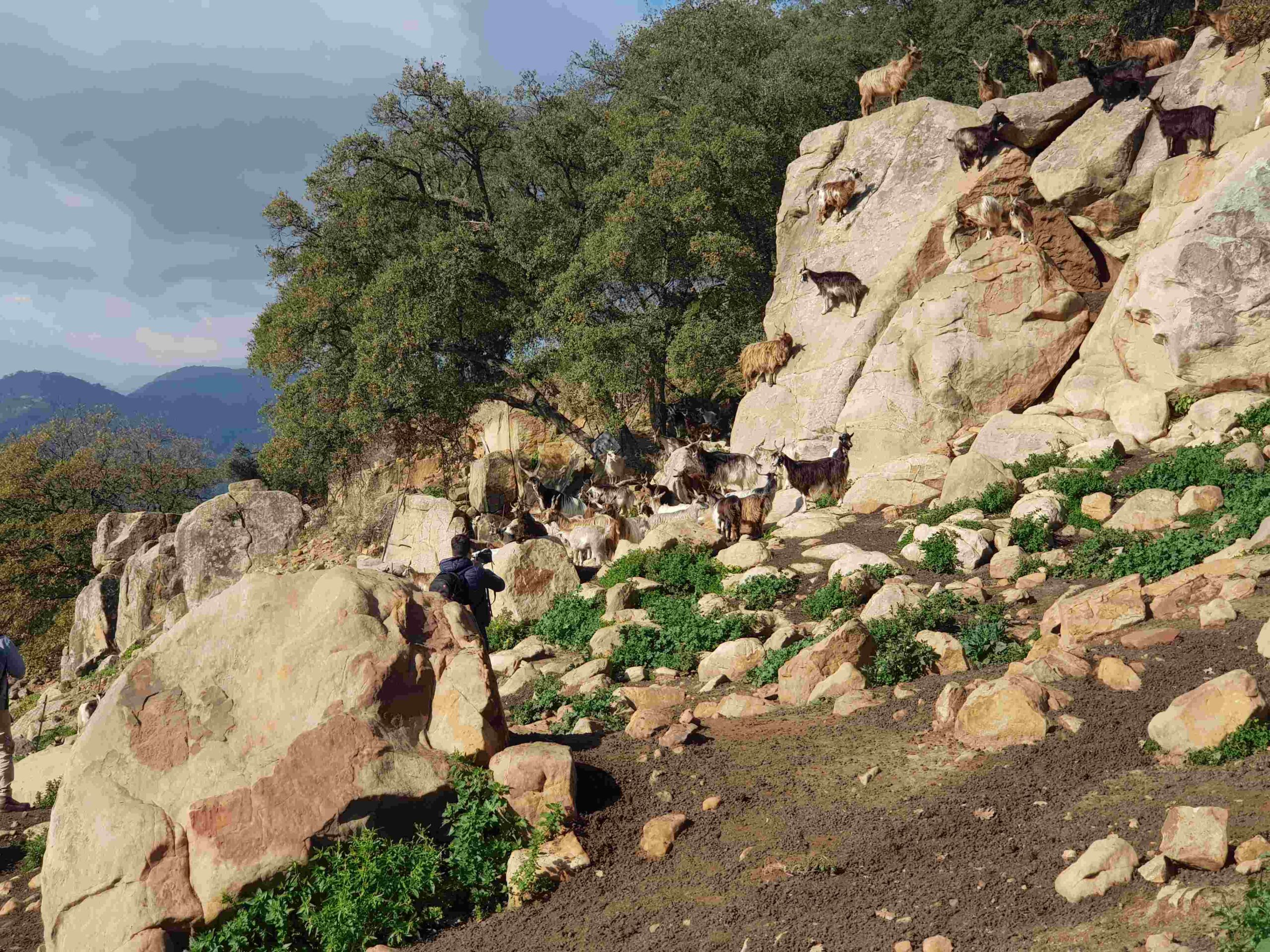 capre 2 scaled - Meraviglie di Calabria - 6