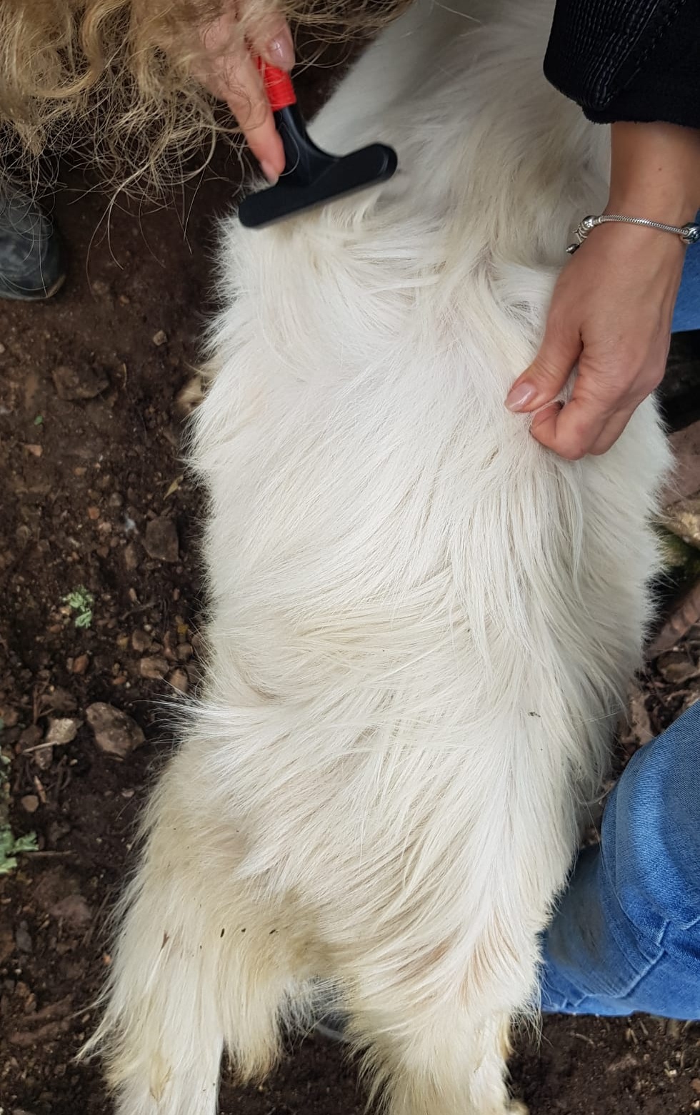 capre sottovello - Meraviglie di Calabria - 2