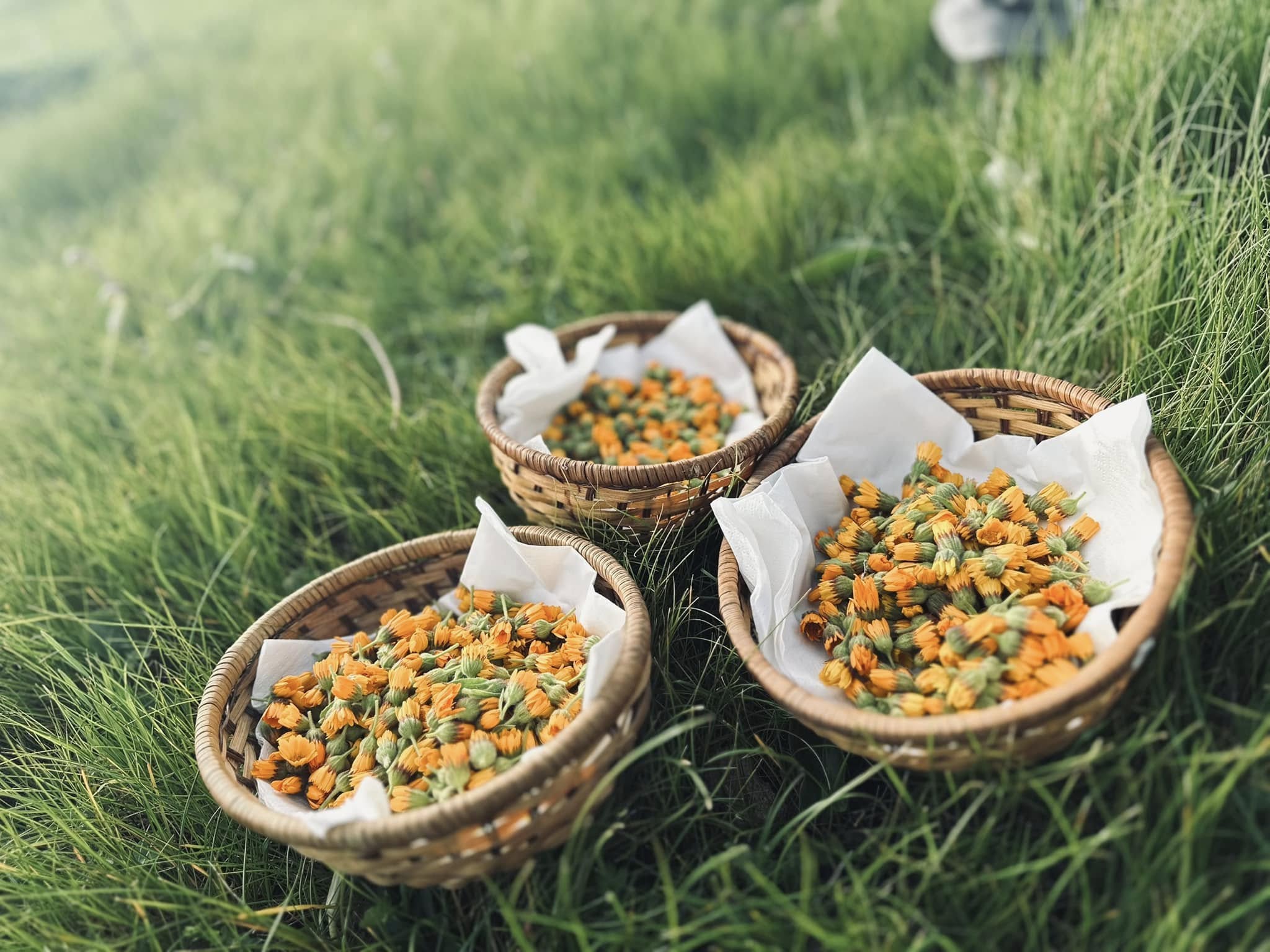 foraging 10 - L’Abbizzé, a passeggio per scoprire le erbe officinali dell’Antica Acerenthia - 9 foraging 10 - Meraviglie di Calabria - 8