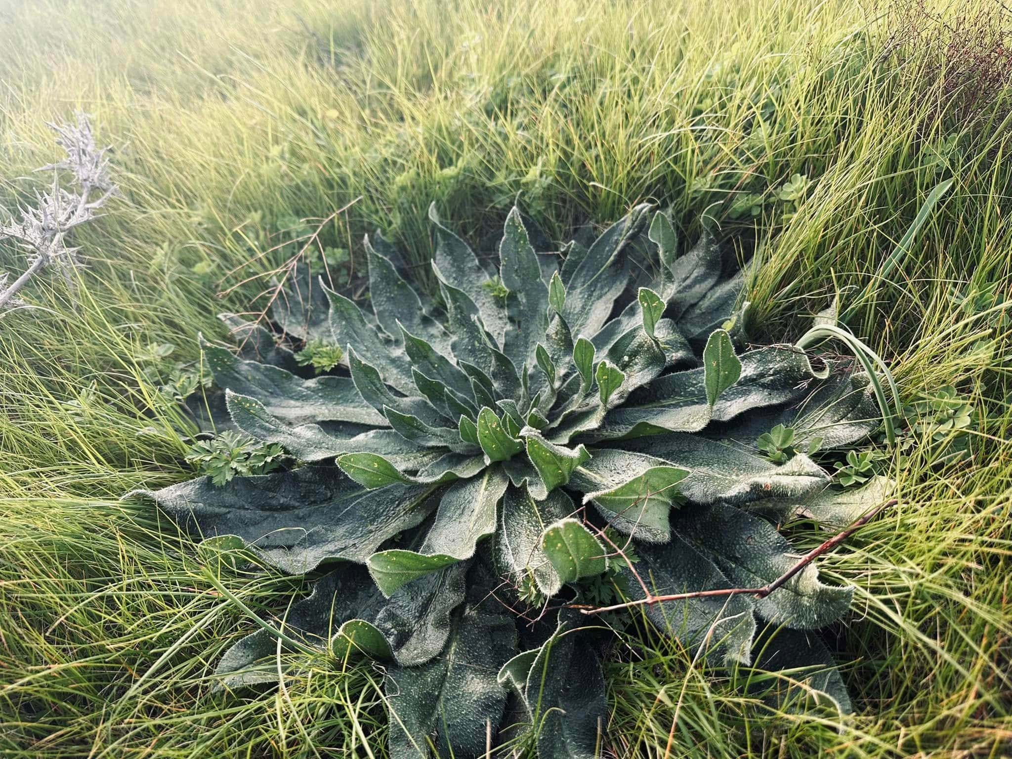 foraging 11 - L’Abbizzé, a passeggio per scoprire le erbe officinali dell’Antica Acerenthia - 7 foraging 11 - Meraviglie di Calabria - 6