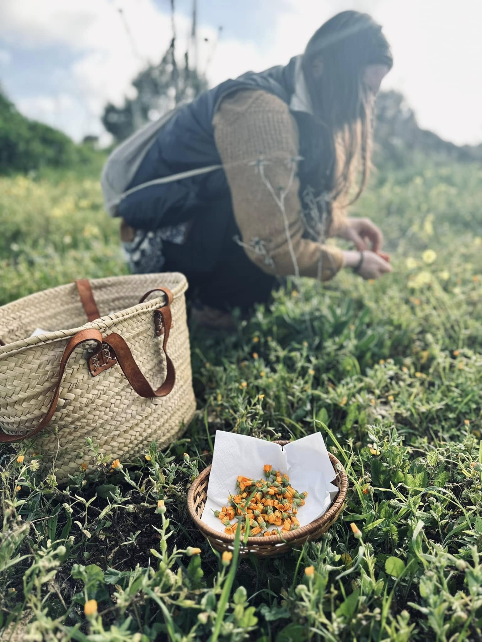 foraging 5 - L’Abbizzé, a passeggio per scoprire le erbe officinali dell’Antica Acerenthia - 3 foraging 5 - Meraviglie di Calabria - 2
