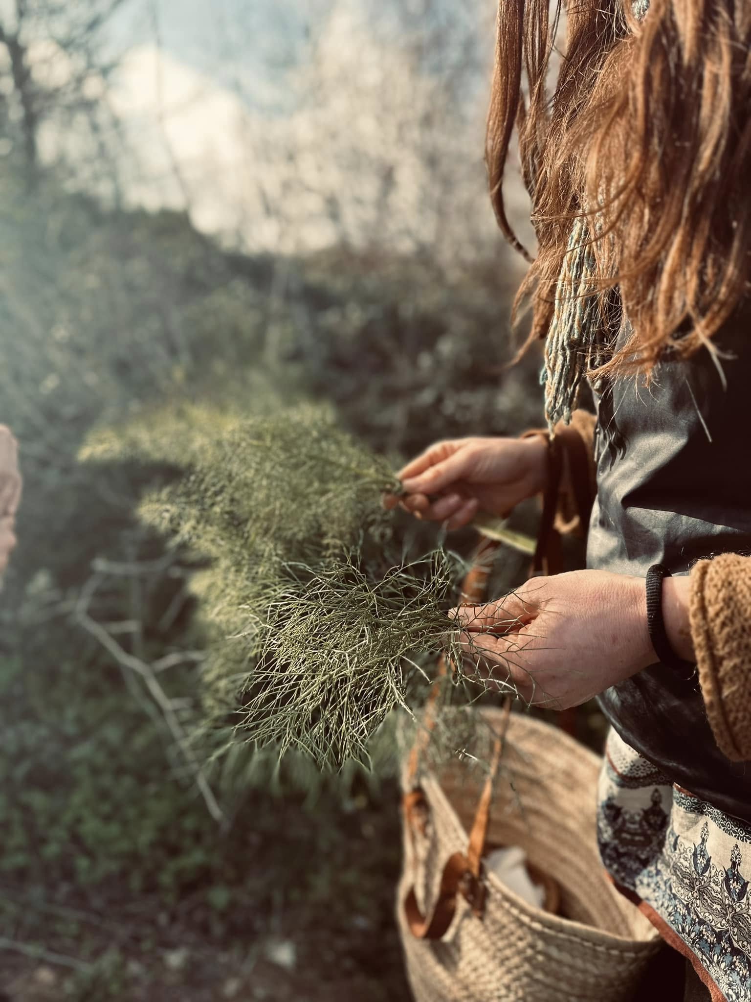 foraging 6 - L’Abbizzé, a passeggio per scoprire le erbe officinali dell’Antica Acerenthia - 5 foraging 6 - Meraviglie di Calabria - 4
