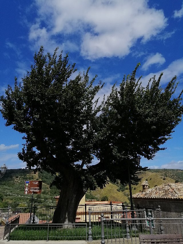 montepaone Albero della liberta olmo gigante 5 - Meraviglie di Calabria - 2