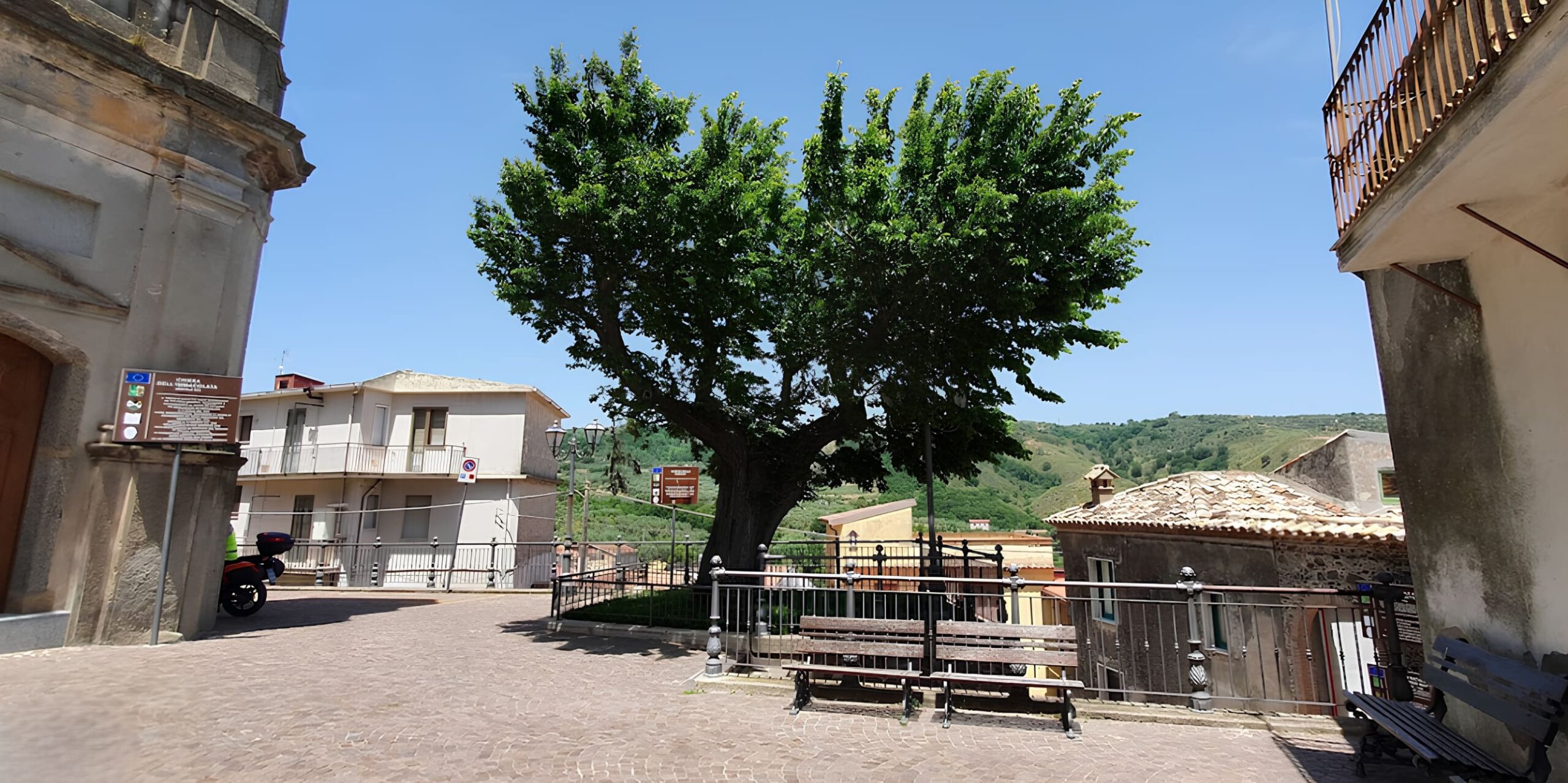 montepaone Albero della liberte olmo gigante scaled - Meraviglie di Calabria - 6