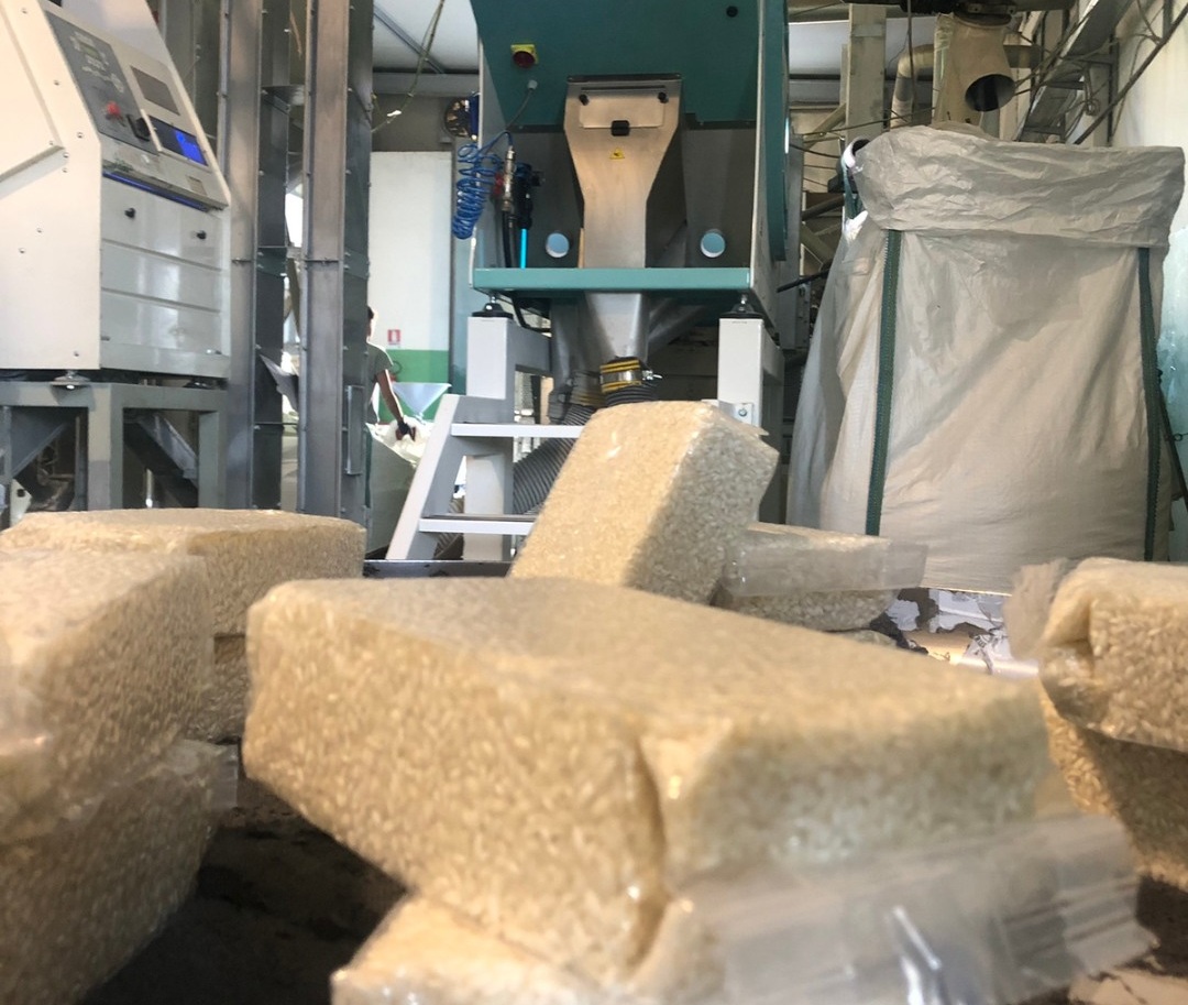 riso magisa 4 a - E se il riso calabrese lo piantassimo in Cina? Ci prova il Magisa di Villapiana - 21 riso magisa 4 a - Meraviglie di Calabria - 20