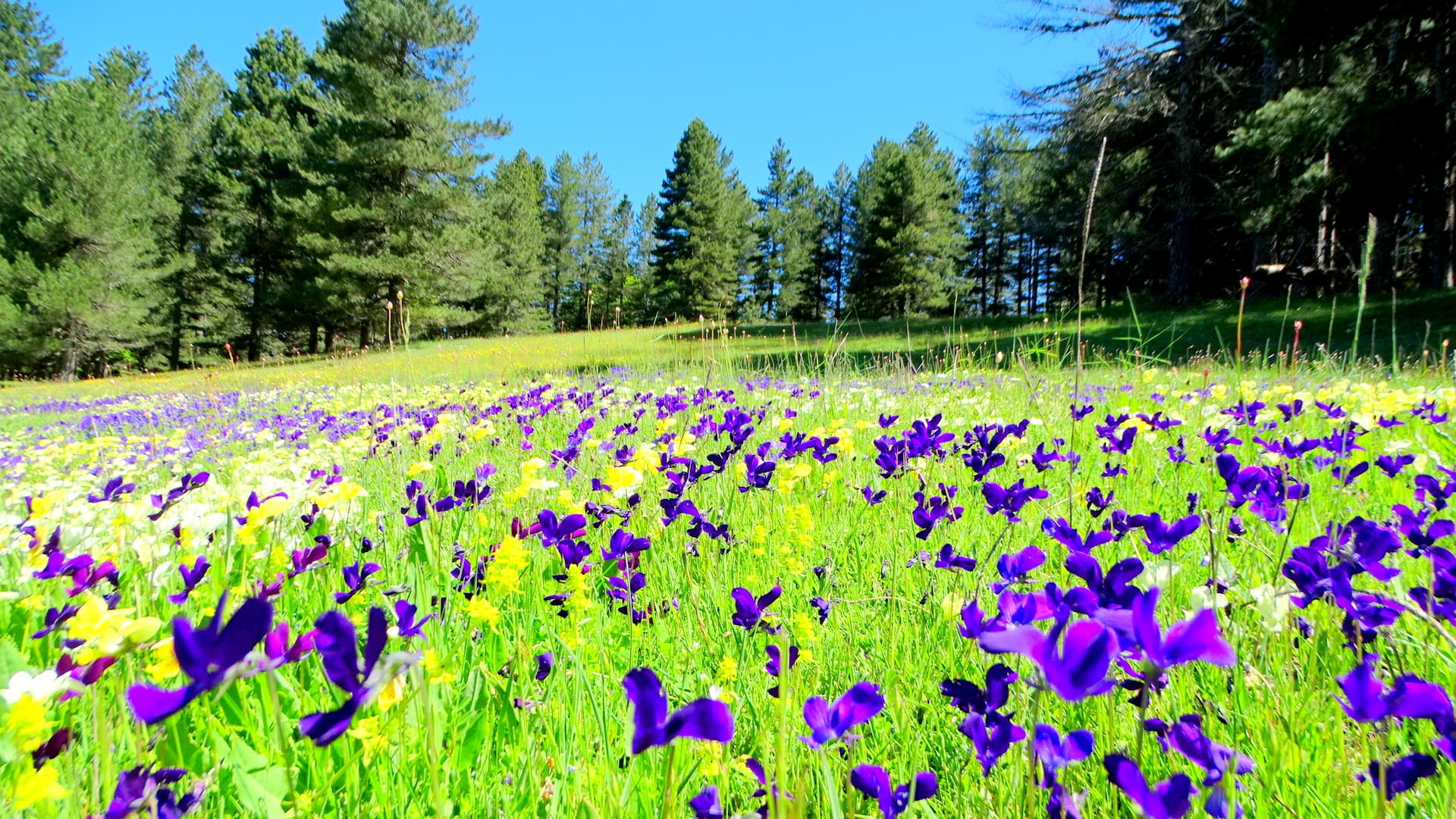 sila primavera ph Salvatore Maida 24 - Meraviglie di Calabria - 4