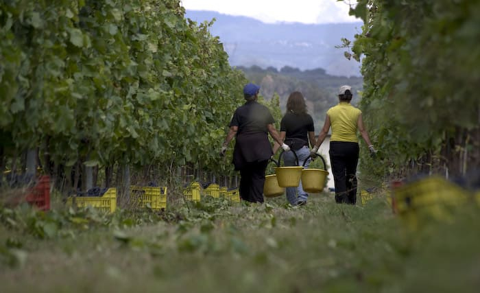 vigneto Statti - Meraviglie di Calabria - 6