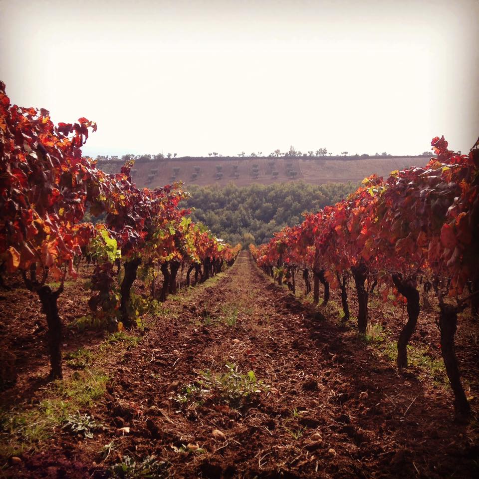 vigneto terre di Balbia - Meraviglie di Calabria - 4