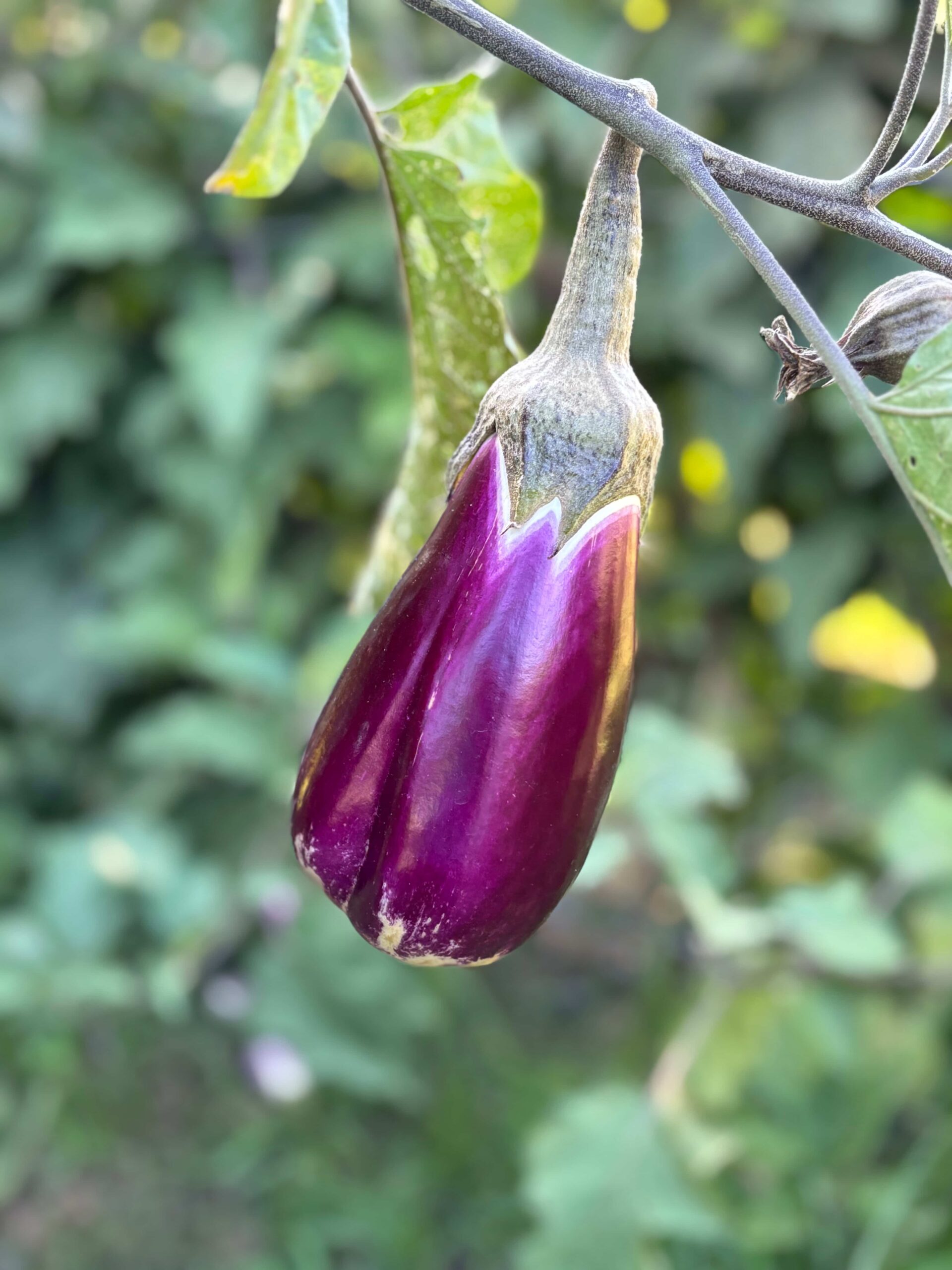 Melanzana di Longobardi presidio slow food 10 scaled - Meraviglie di Calabria - 6