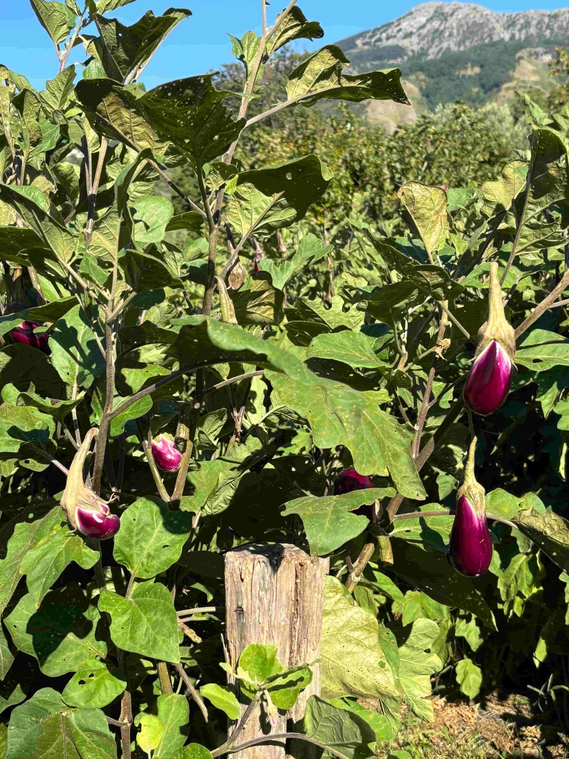 Melanzana di Longobardi presidio slow food 11 scaled - Meraviglie di Calabria - 8