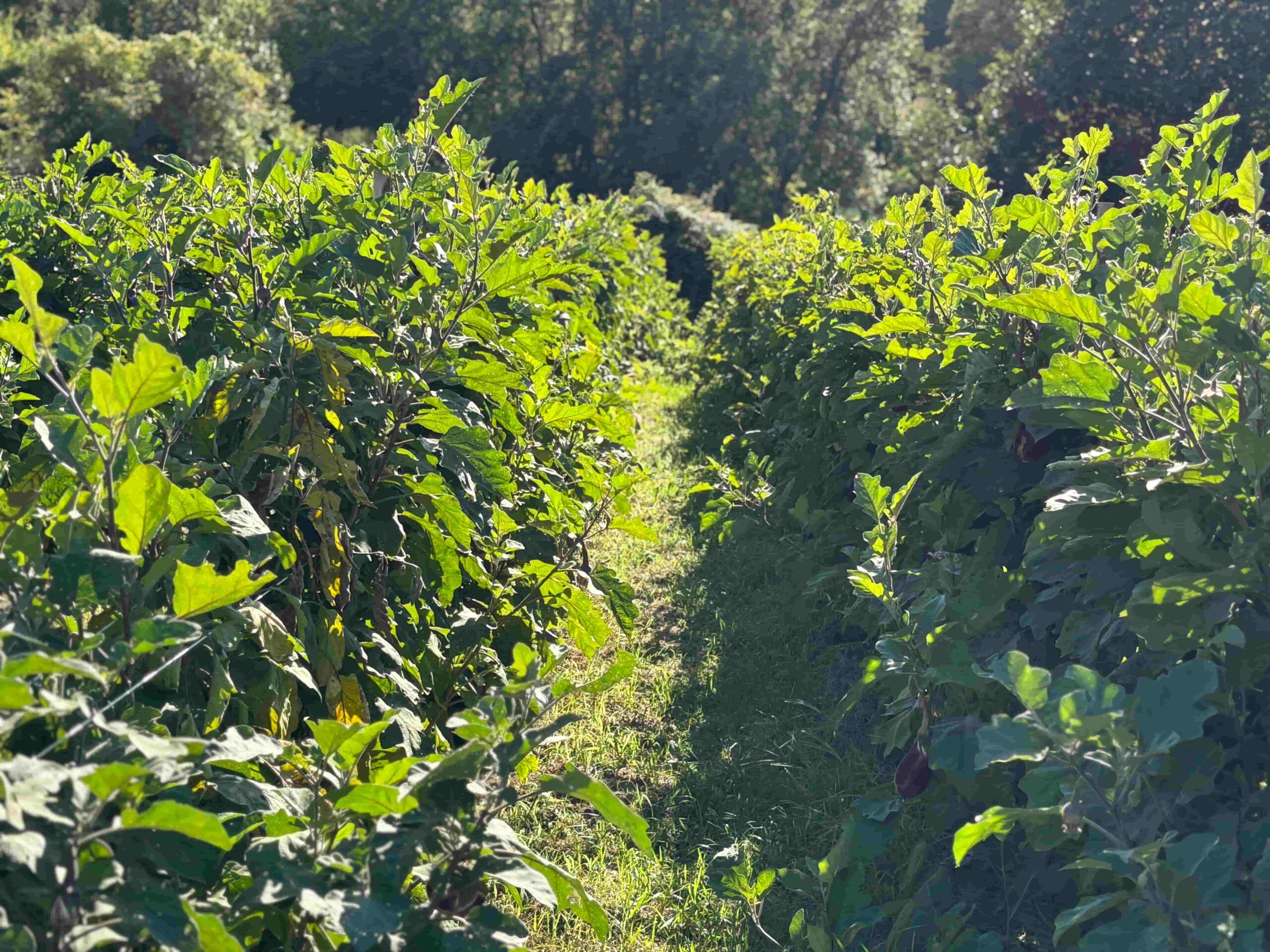 Melanzana di Longobardi presidio slow food 12 scaled - Meraviglie di Calabria - 2