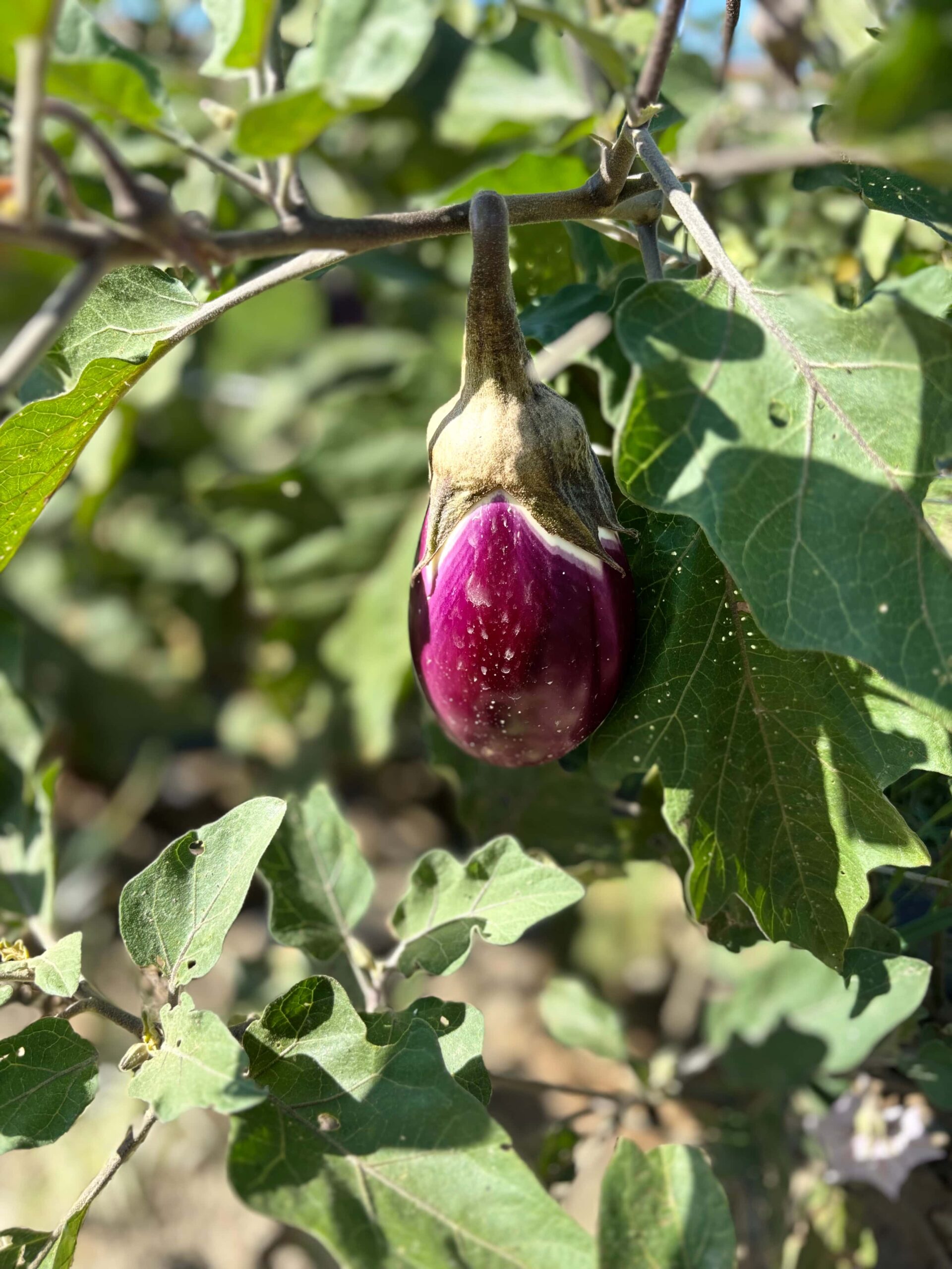 Melanzana di Longobardi presidio slow food 6 scaled - Meraviglie di Calabria - 10