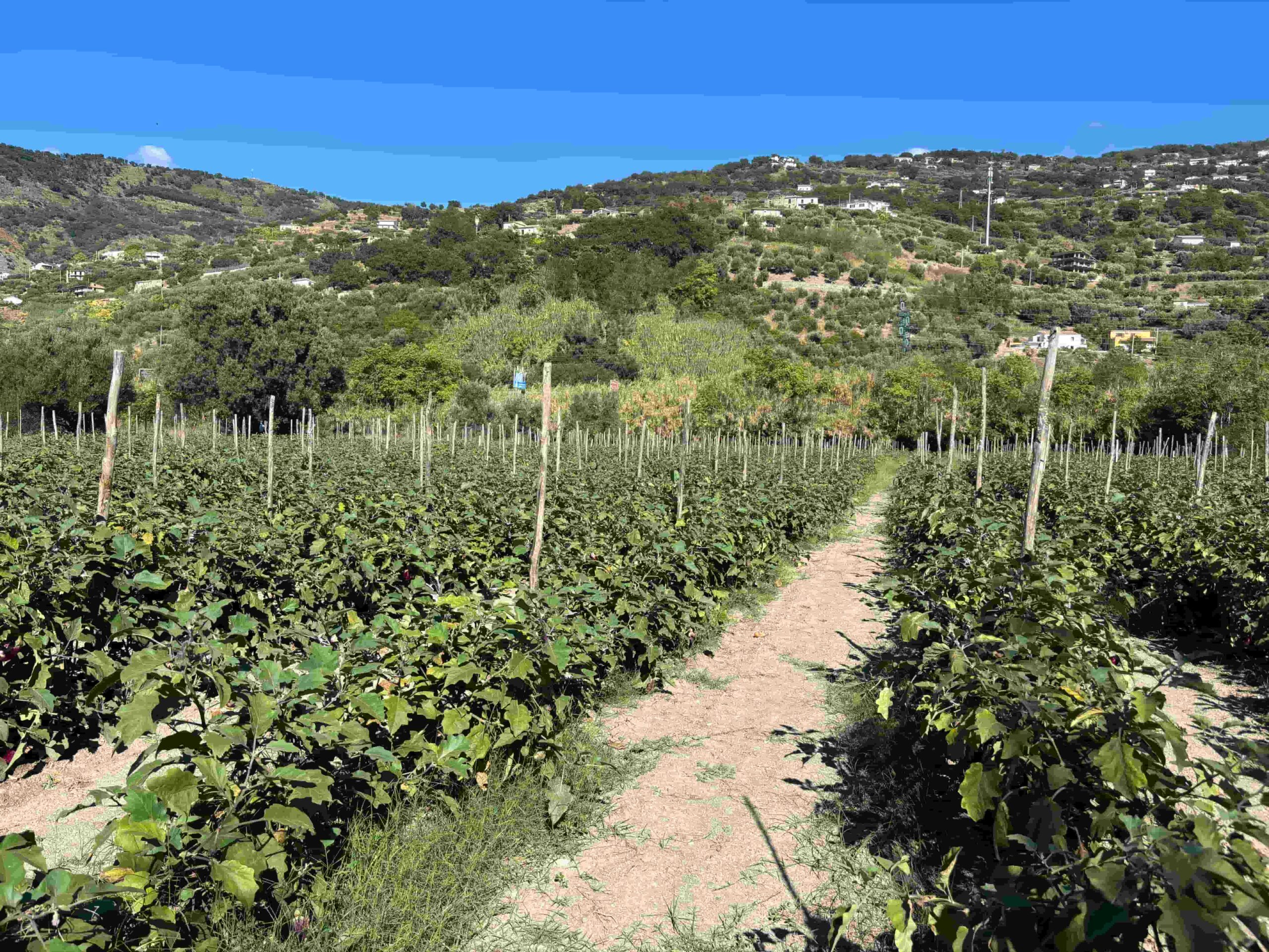 Melanzana di Longobardi presidio slow food 7 scaled - Meraviglie di Calabria - 4