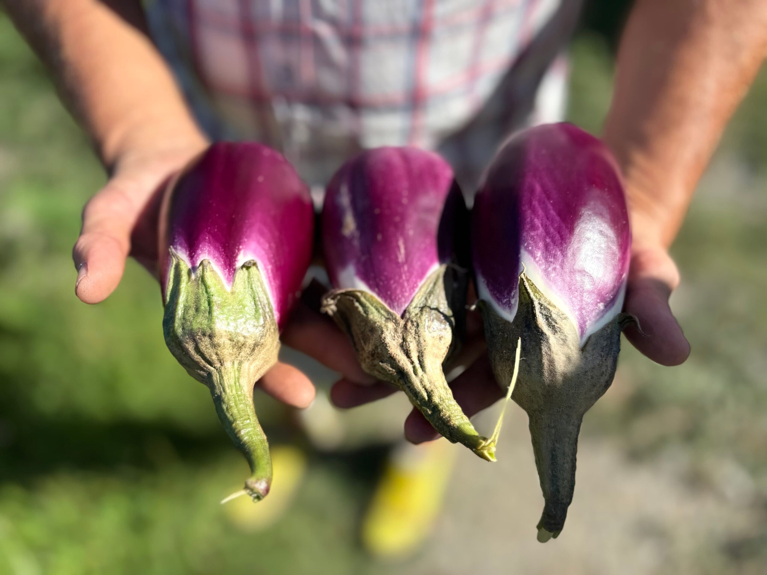 Melanzana di Longobardi presidio slow food 9 scaled - La rete Slow Food a Tropea, è in arrivo Anteprima Terra Madre 2026 - 13 Melanzana di Longobardi presidio slow food 9 scaled - Meraviglie di Calabria - 12
