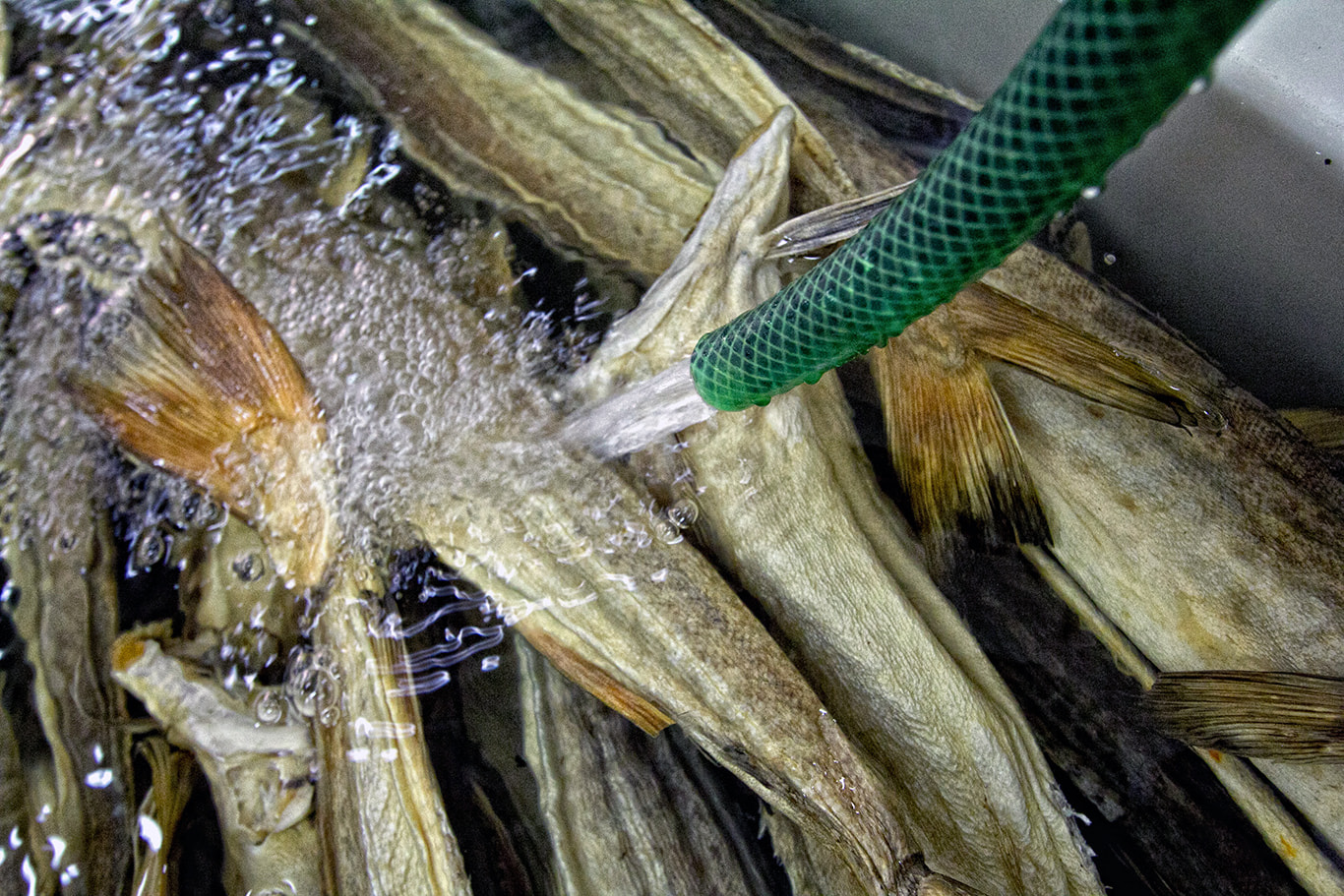 Pesce stocco ph Stocco e stocco 1 - Meraviglie di Calabria - 8