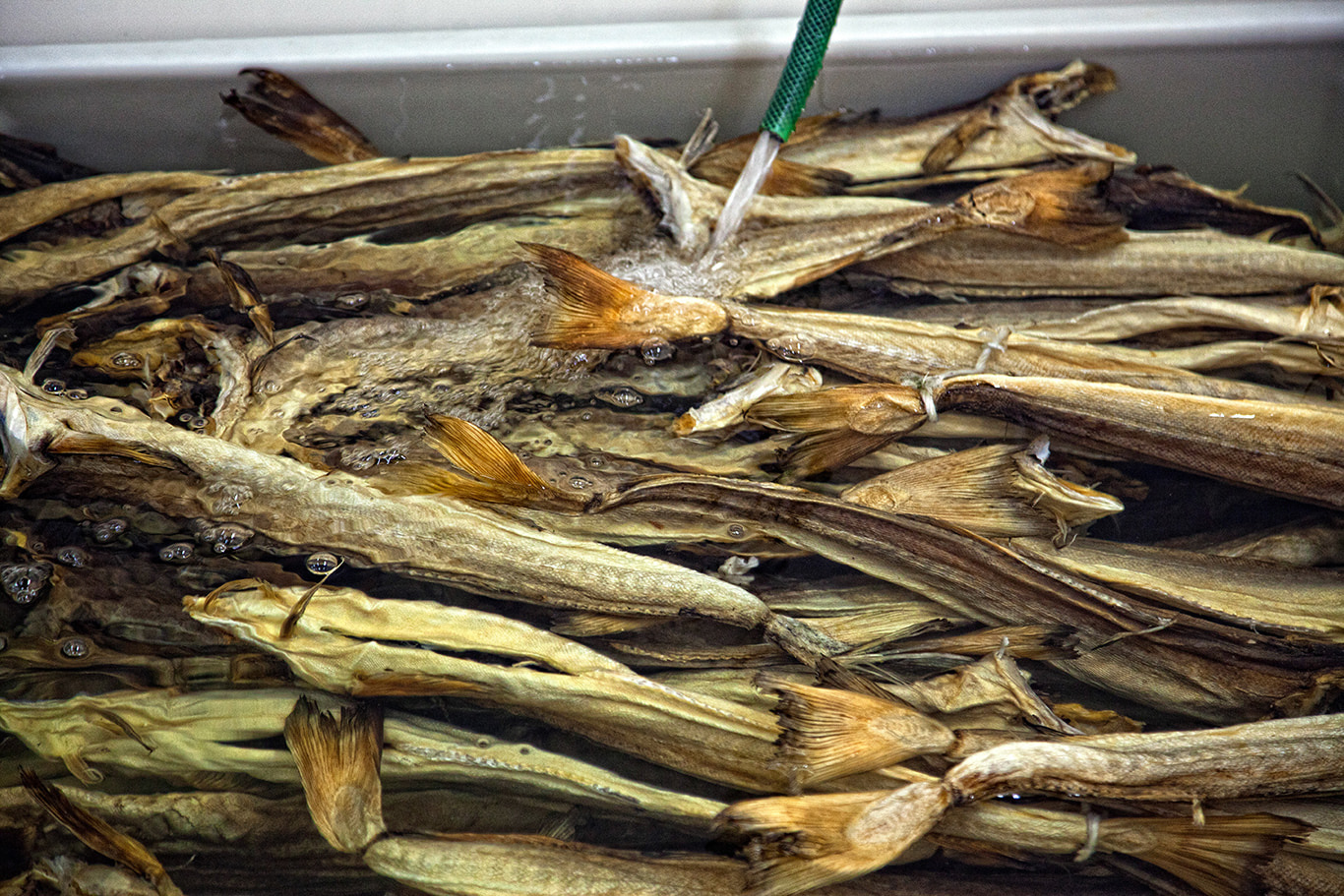 Pesce stocco ph Stocco e stocco 5 - Meraviglie di Calabria - 4