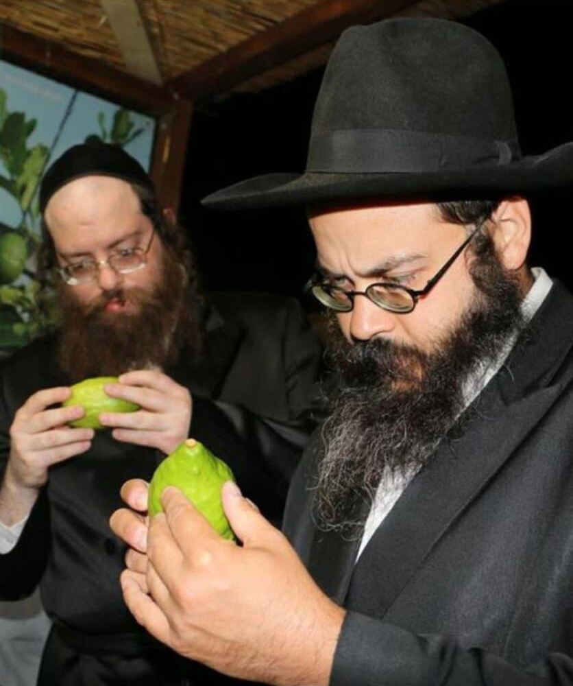 Rabbini cedro Consorzio del Cedro di Calabria - Meraviglie di Calabria - 4