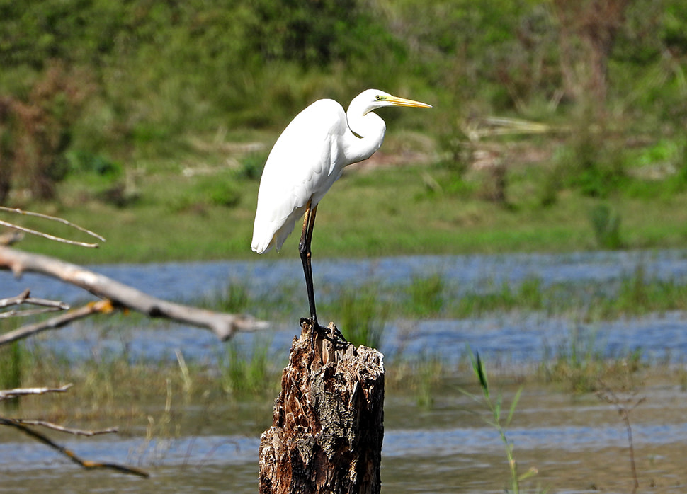 Tarsia lago fauna 2 - Meraviglie di Calabria - 6