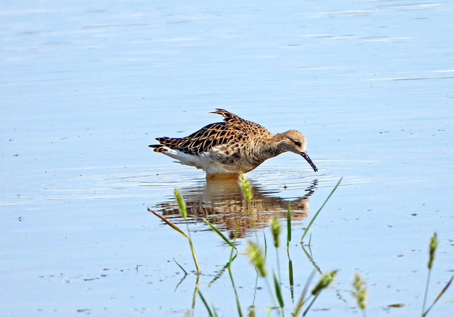 Tarsia lago fauna 3 - Meraviglie di Calabria - 8